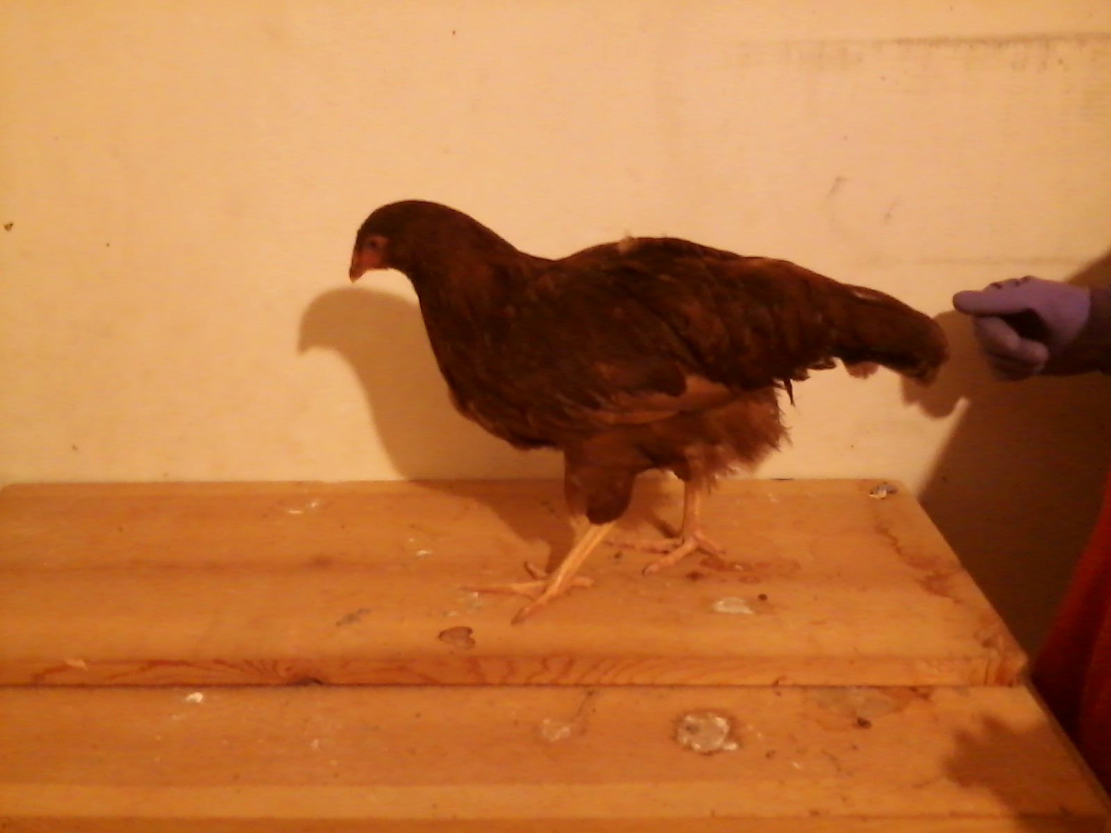 One or our Rhode Island Red pullets approximately 15 weeks old.