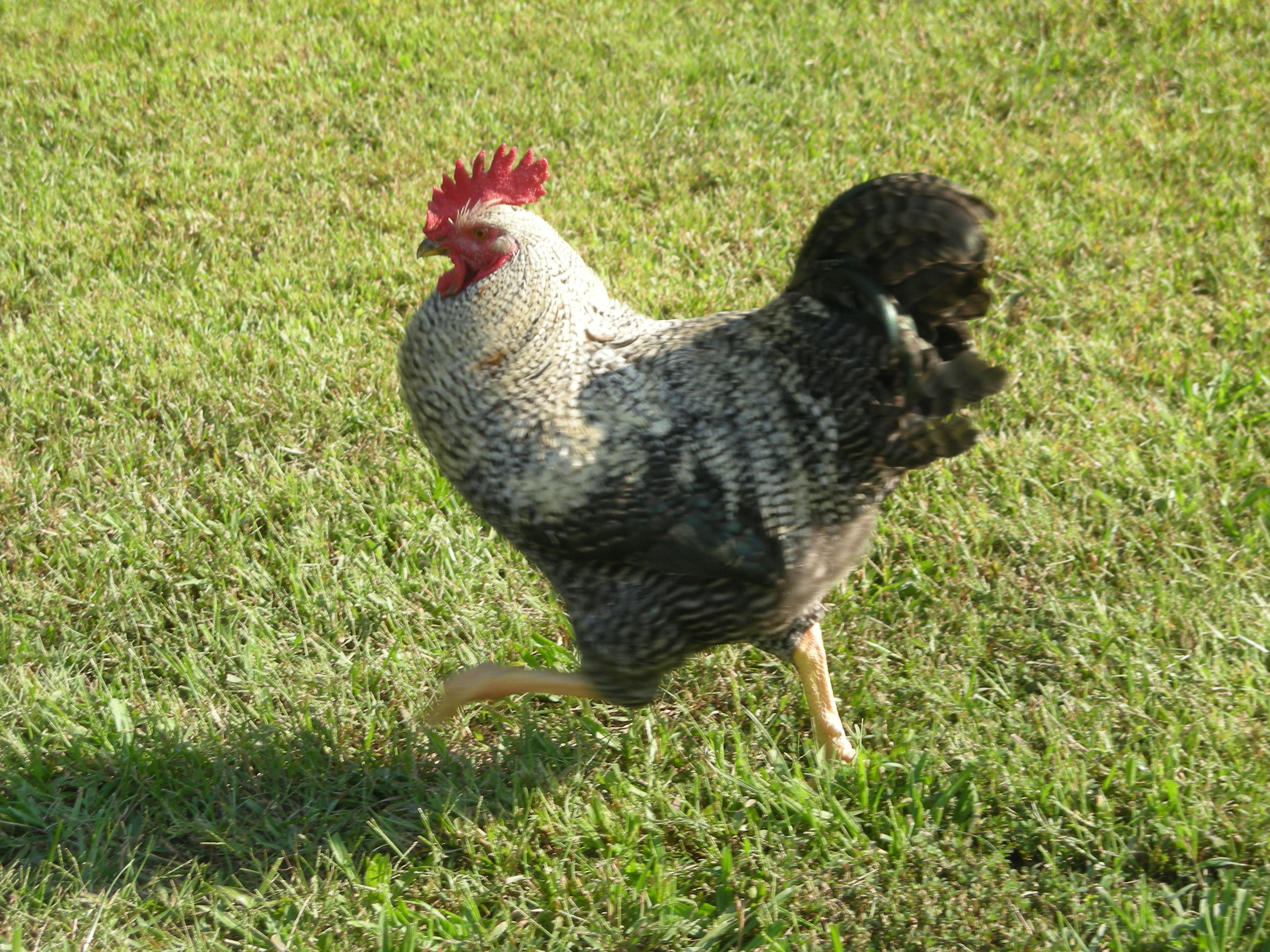 One our roosters'. His name is Sprite (because he was supposed to be a girl he wound up with a girl name)