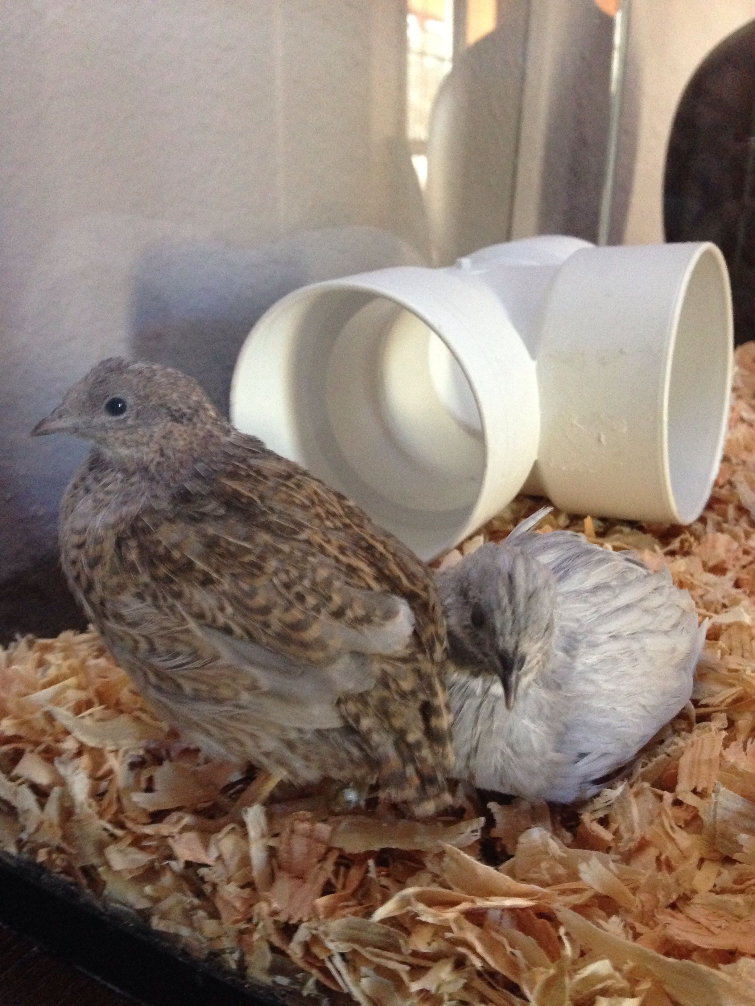 One pair of button quails--Gio & Millie