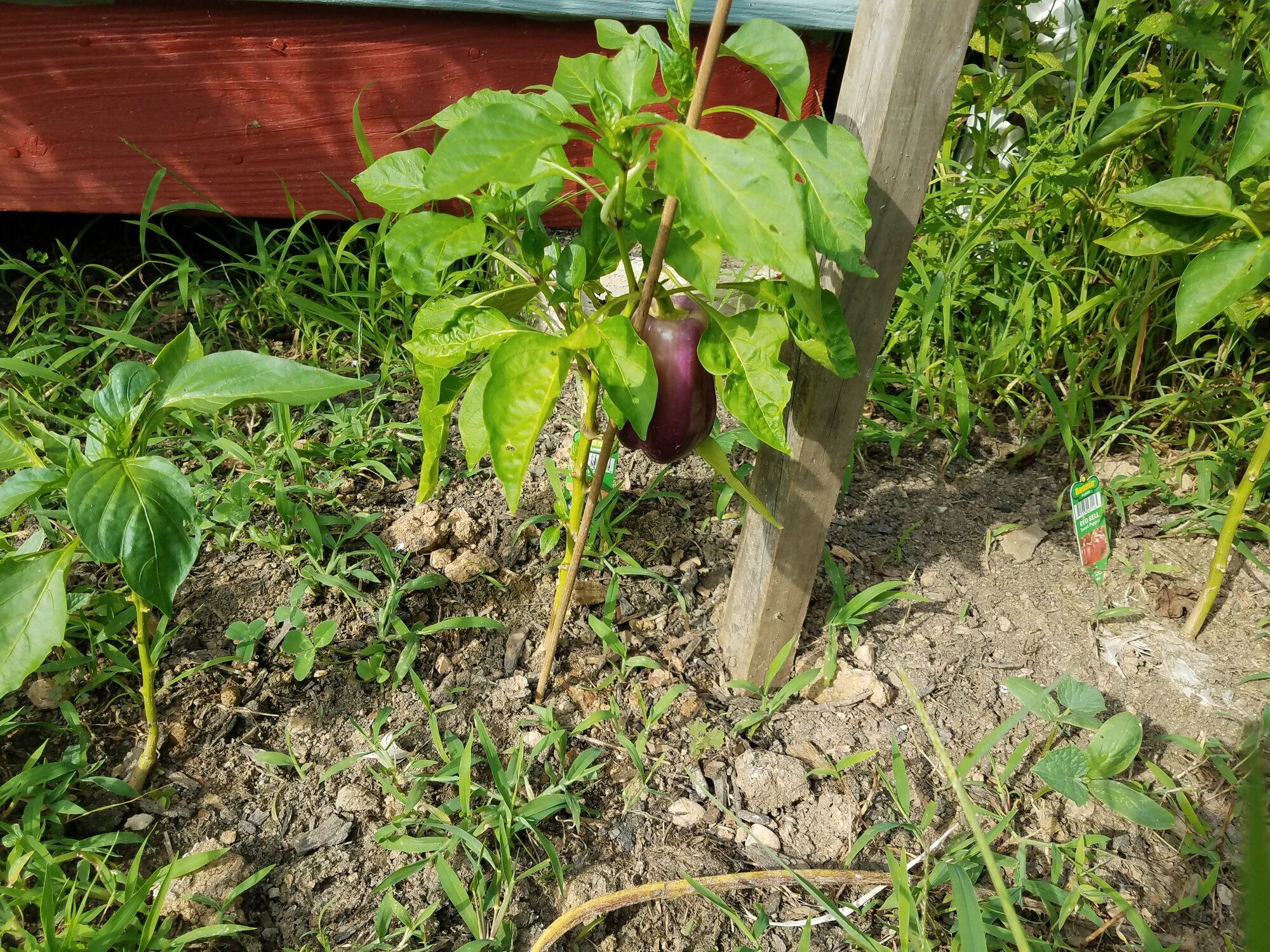 One pepper…