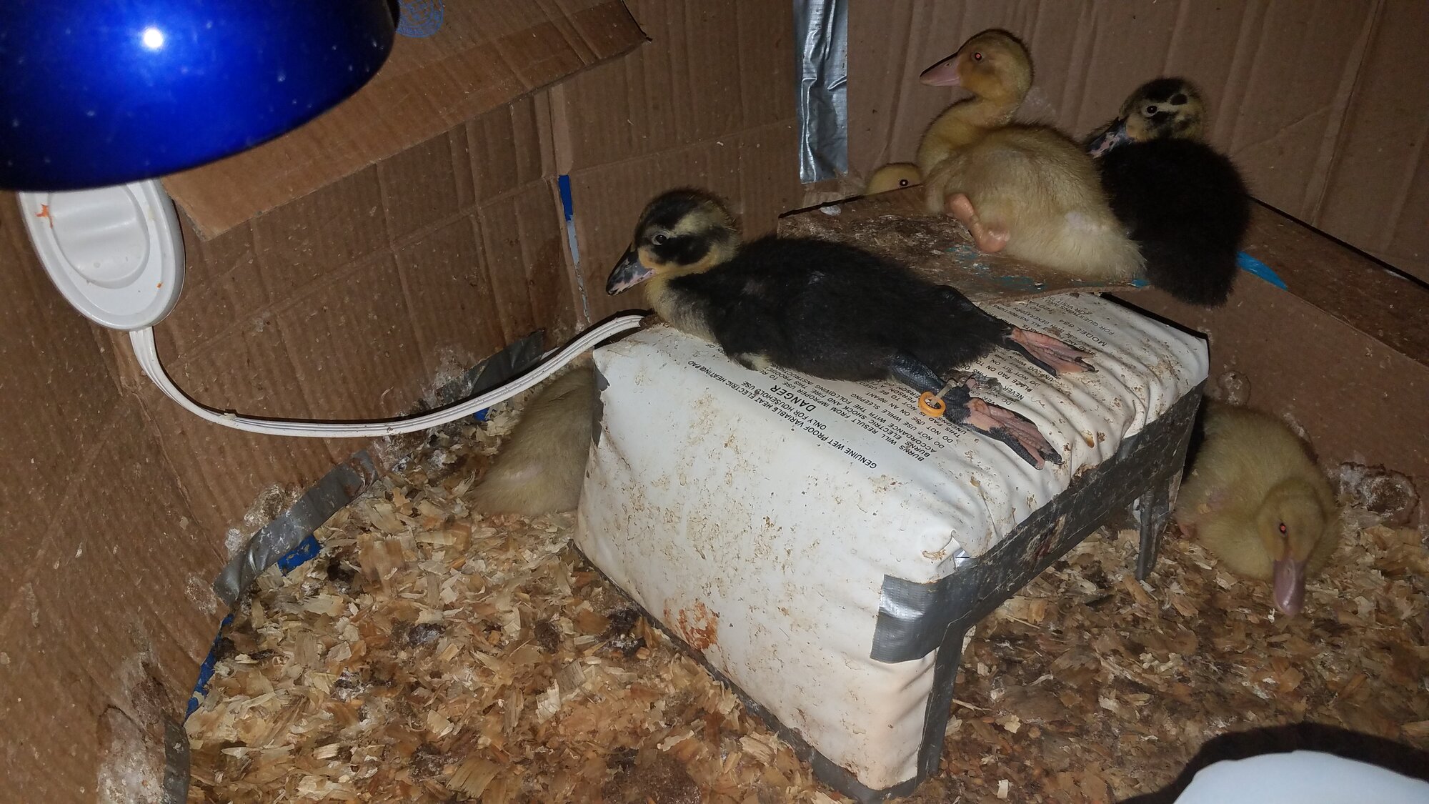 One relaxed duckling