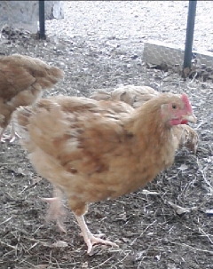 One roo who we rescued from a low spot in the "pecking order" from his previous flock.