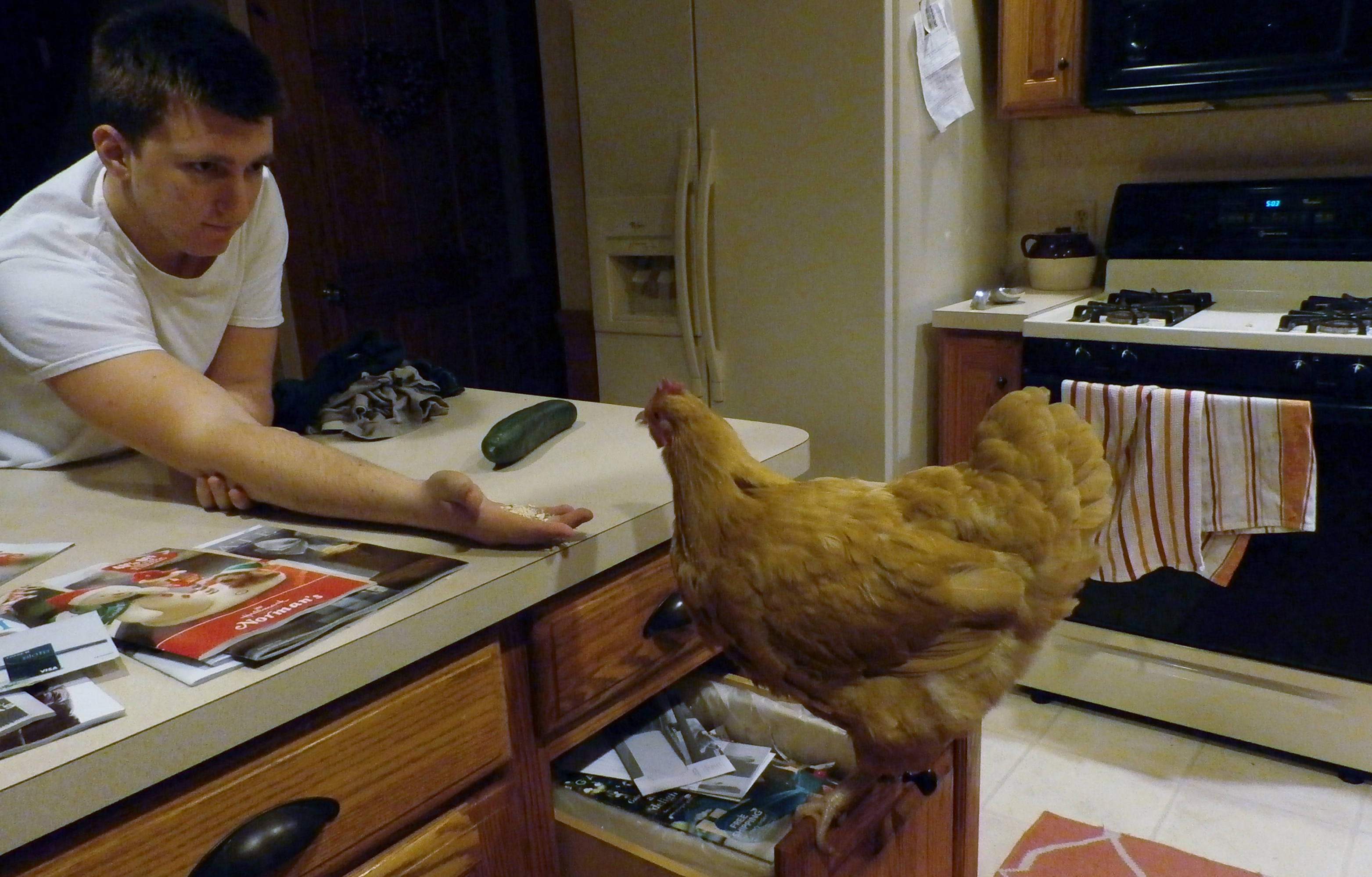 One spoiled buff orpington.