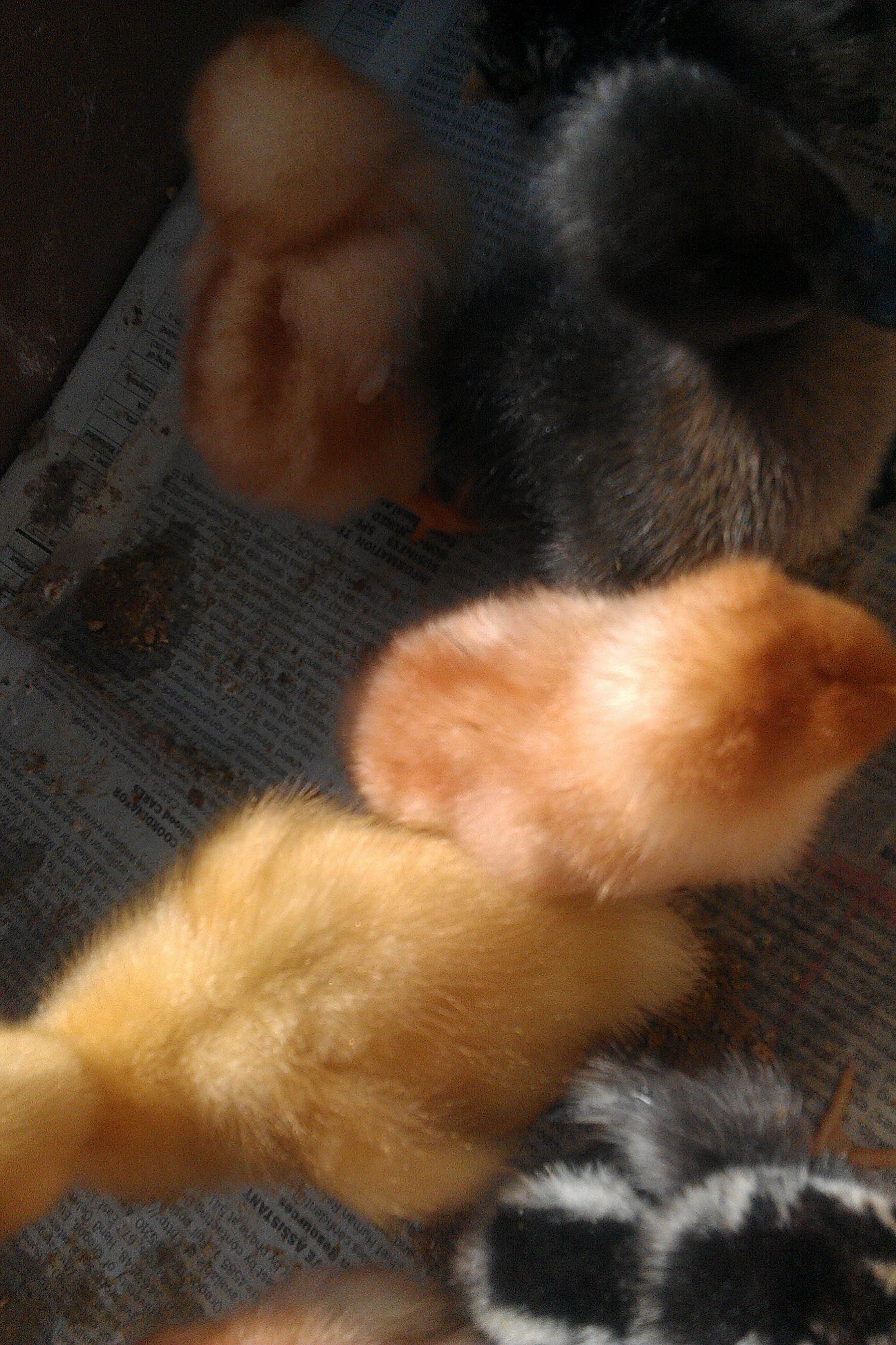 One the ducklings with a RIR