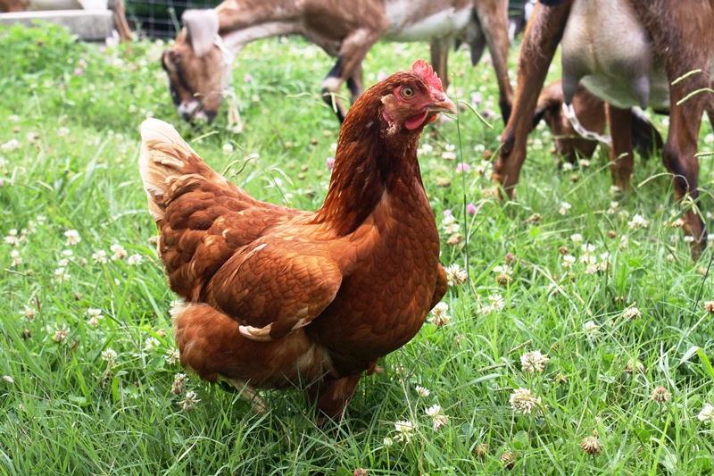one the free range Golden Comets exploring the goat pasture at our farm