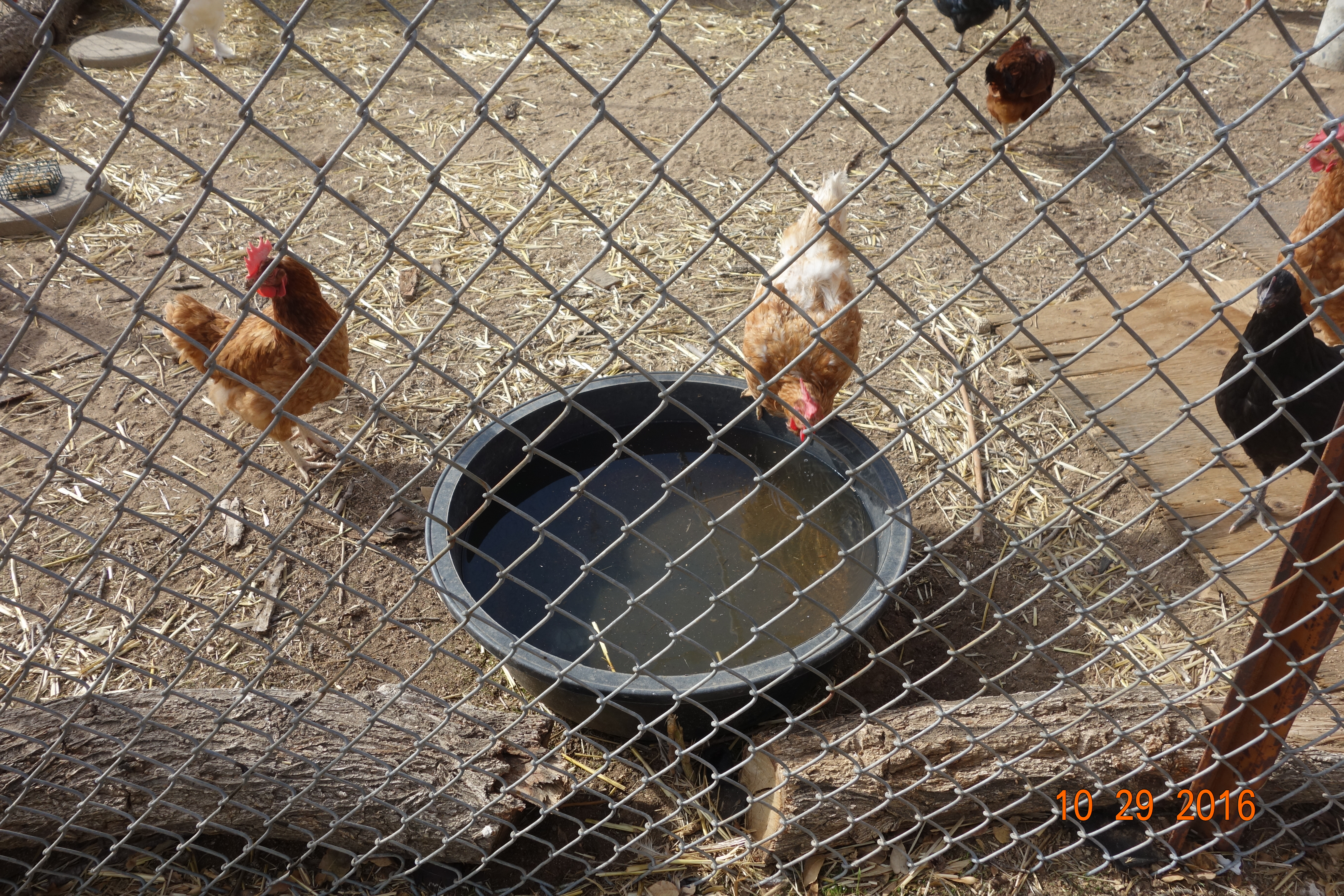One thing I learned online is the use of a round rubber tub for waterers.