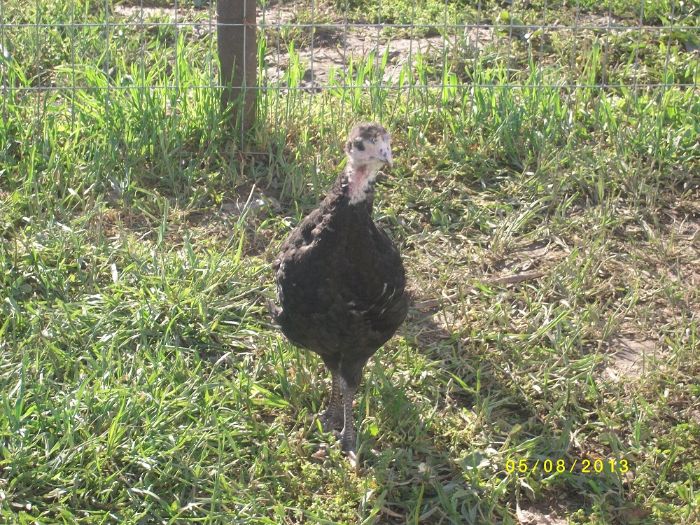 One turkey