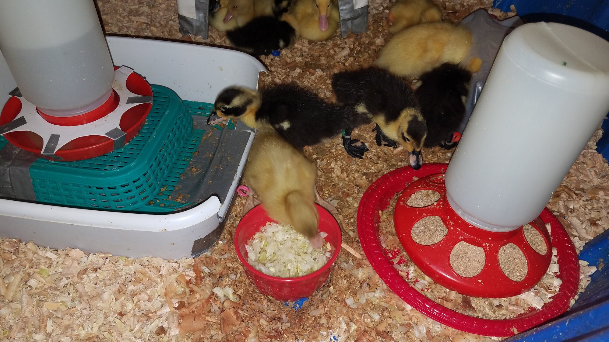 One Vegetarian Duckling