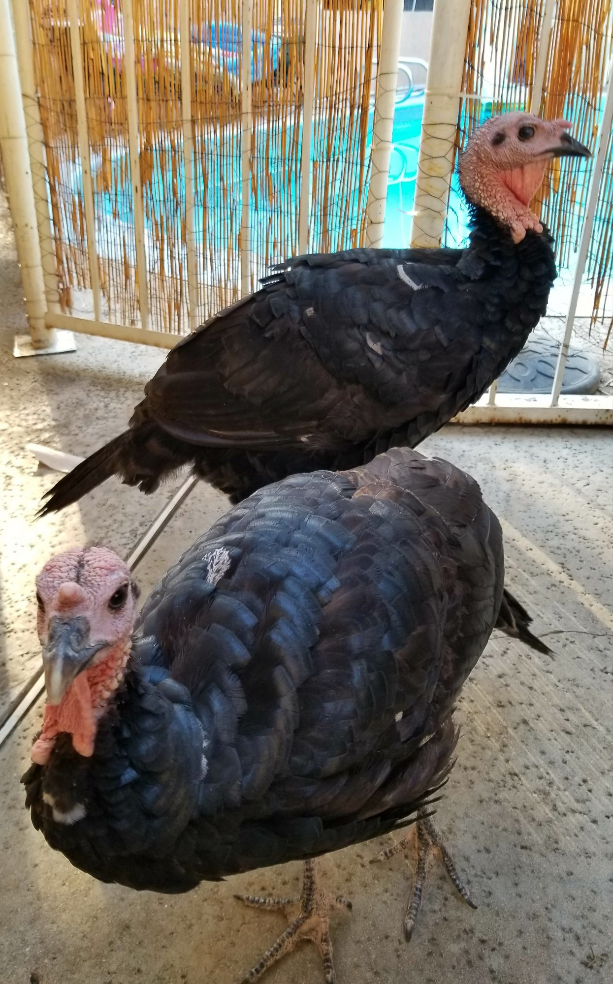 One way a Turkey stays cool