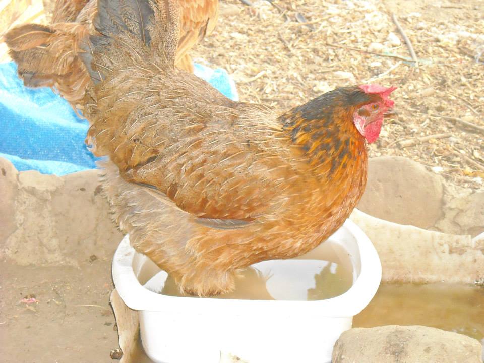 *
One way of keeping cool