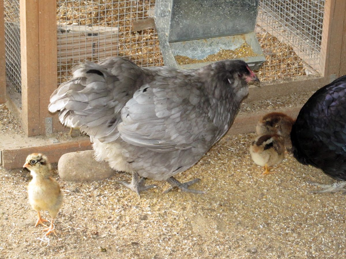 One week EE chicks with Blueberry.
