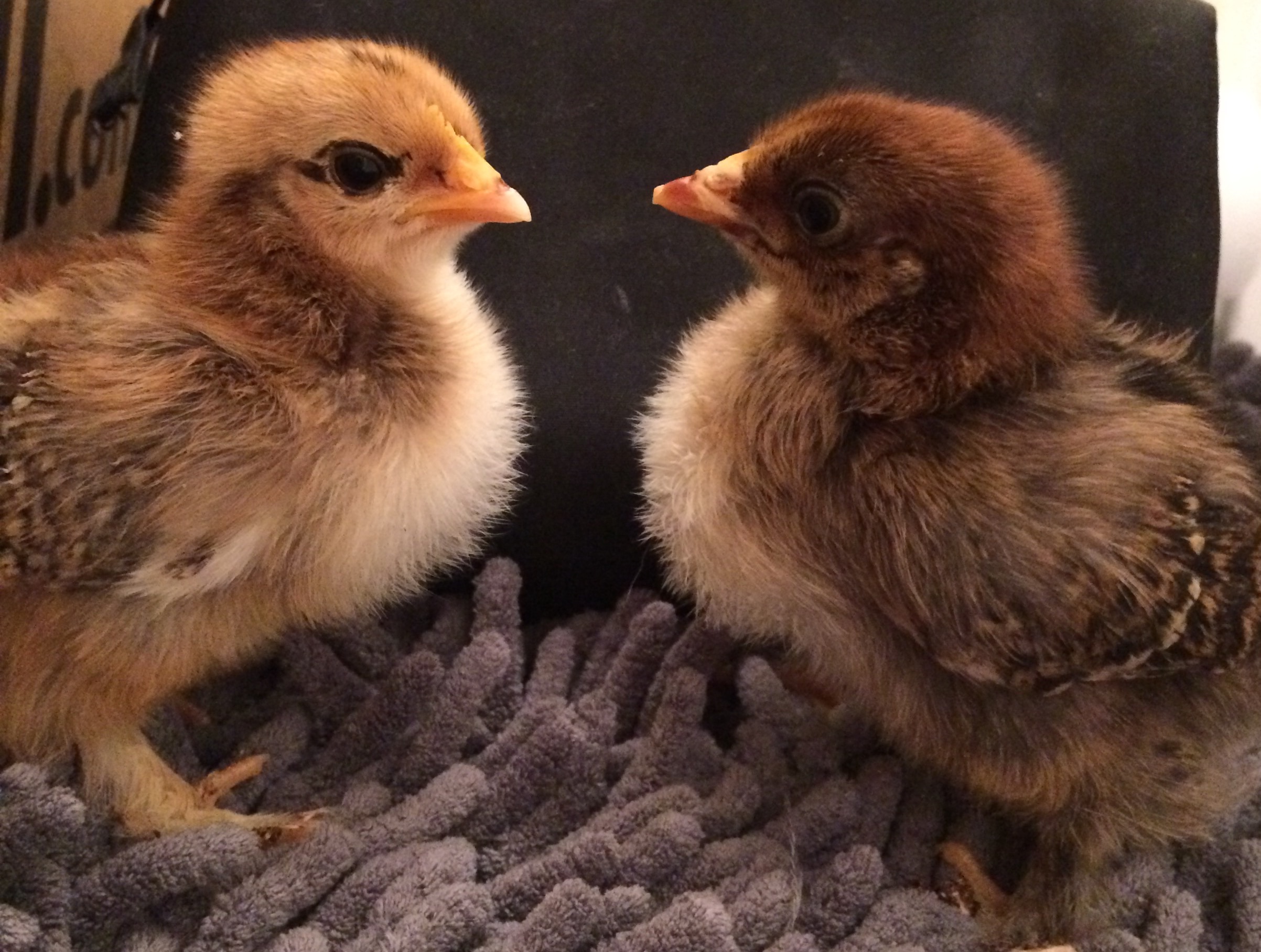 One week old bantam partridge Cochin chicks