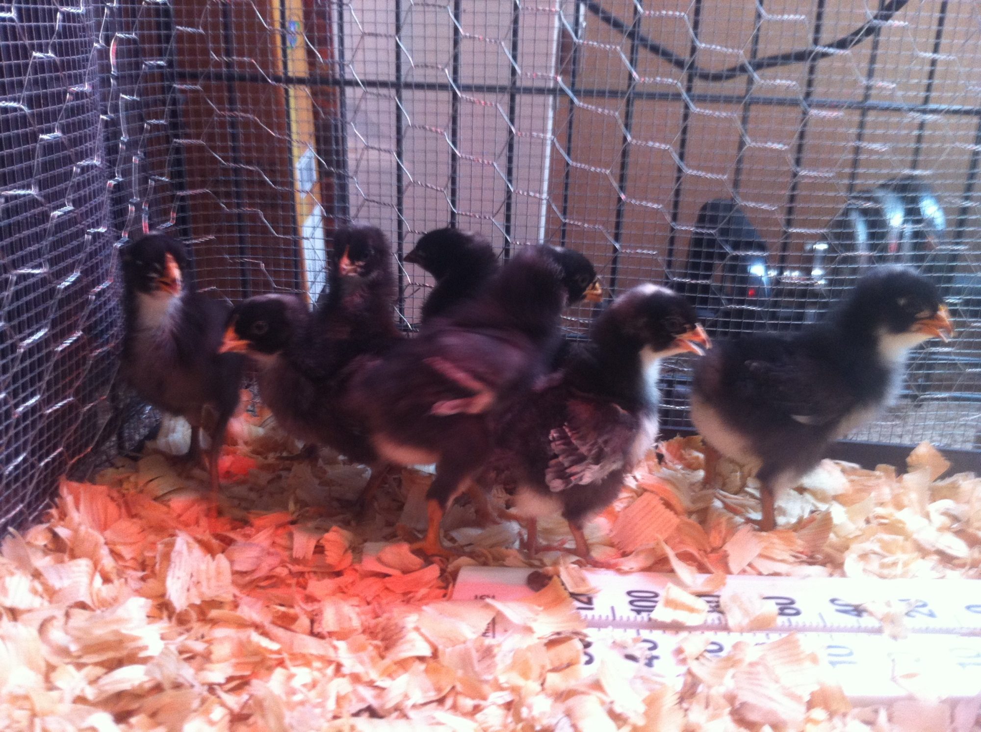 One week old chicks.  Their feathers are coming in on thier wings but they seem to have different patterns.