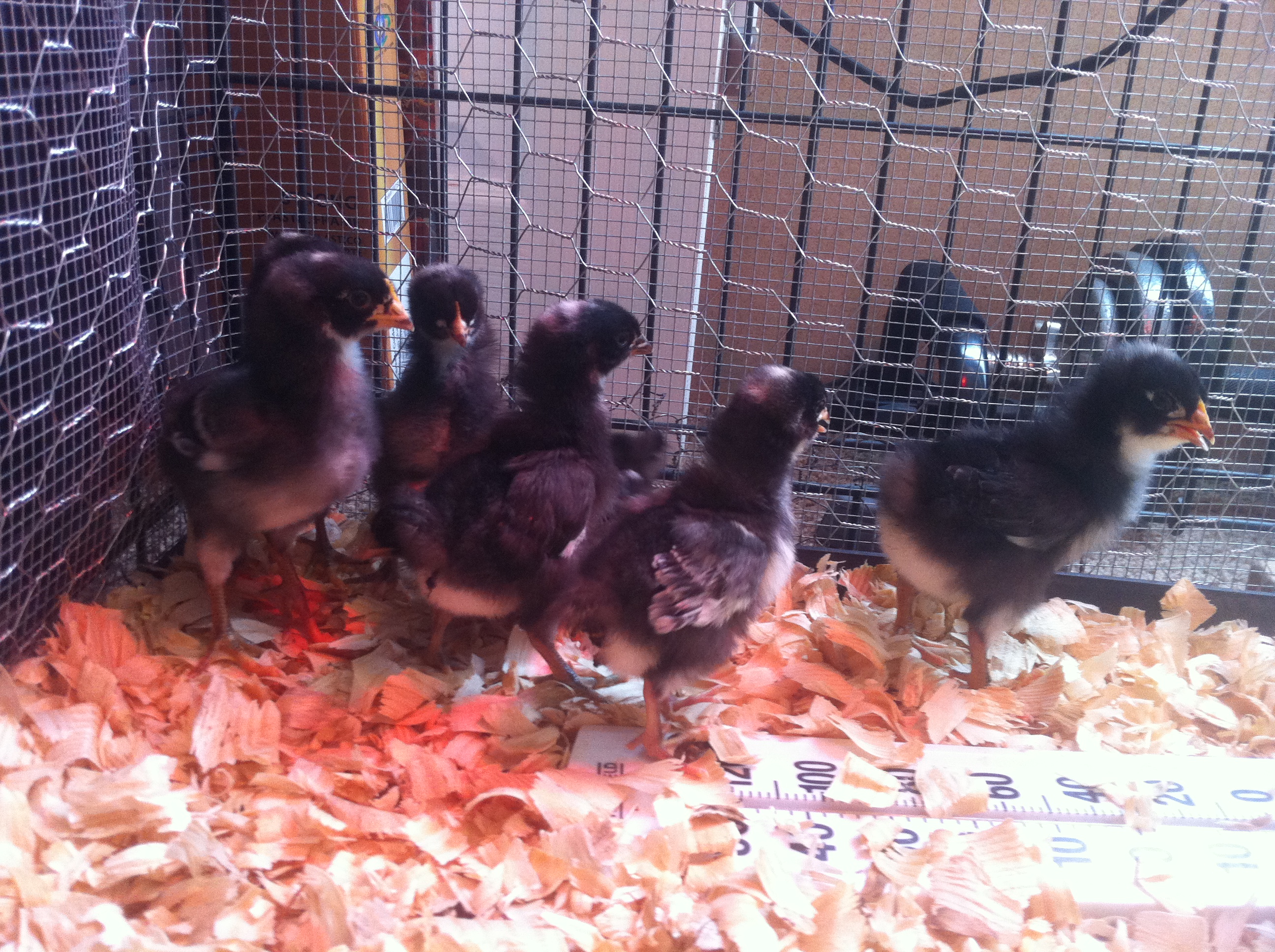 One week old chicks with feathers on their wings.
