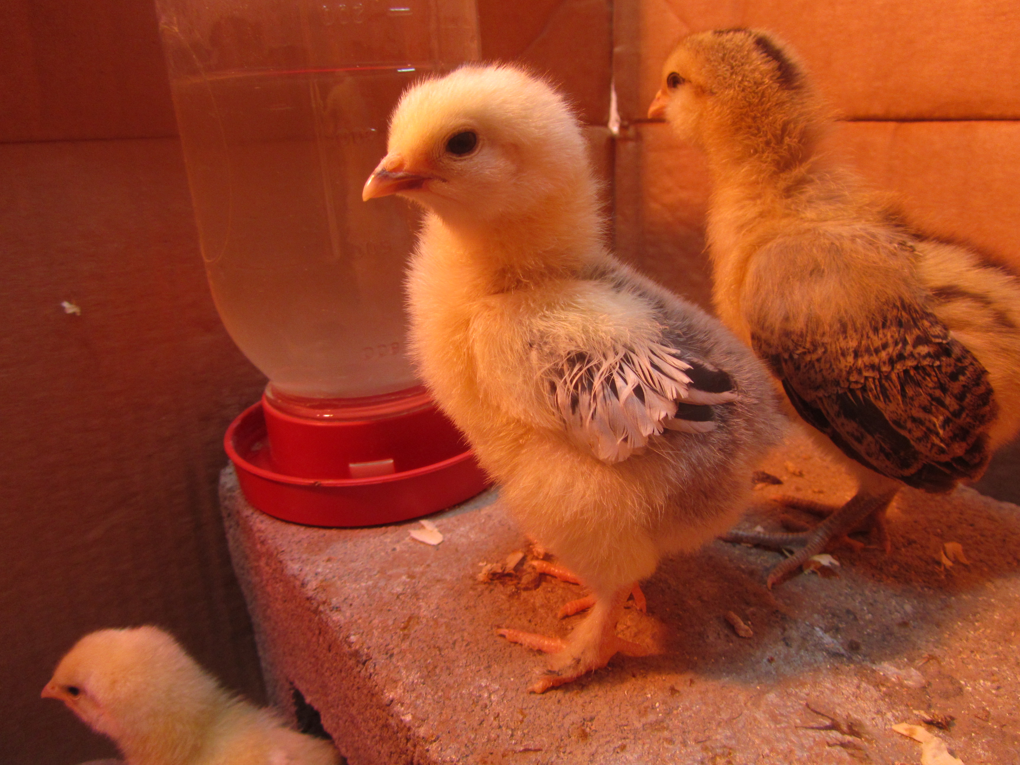 One week old Dolly Brahma