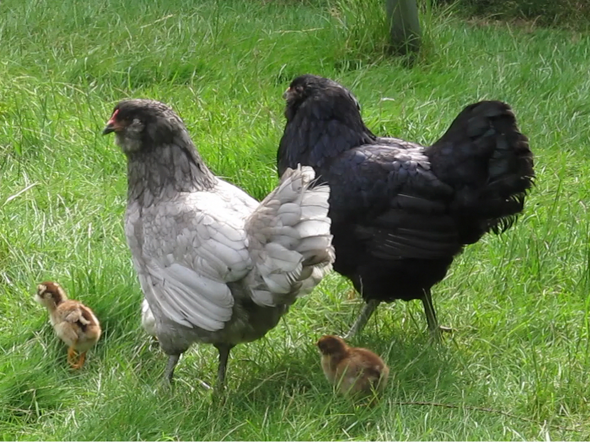One week old EE chicks with Blackberry and Blueberry the broody mamas.