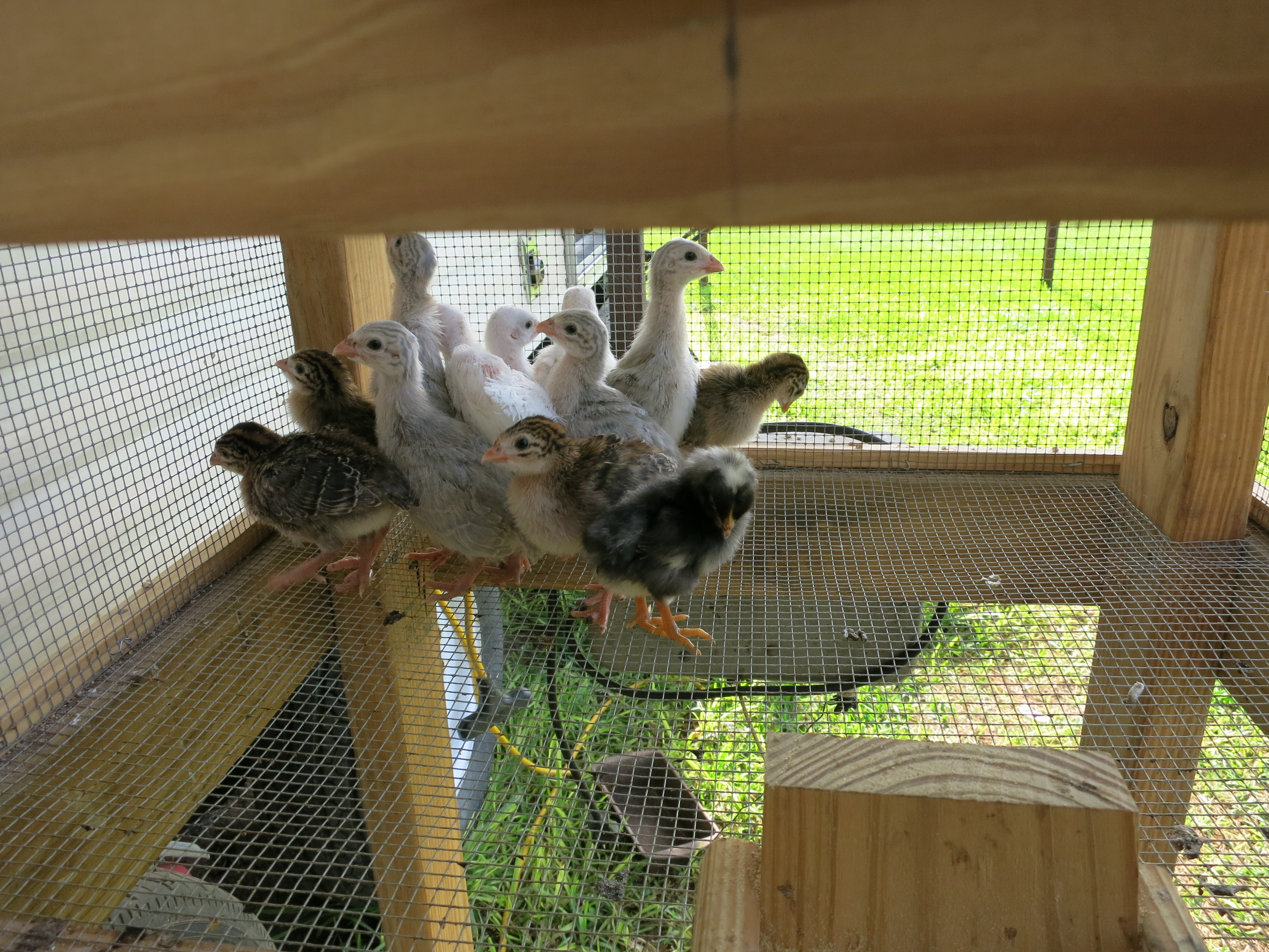 One week old Guineas & day old Barred Rock