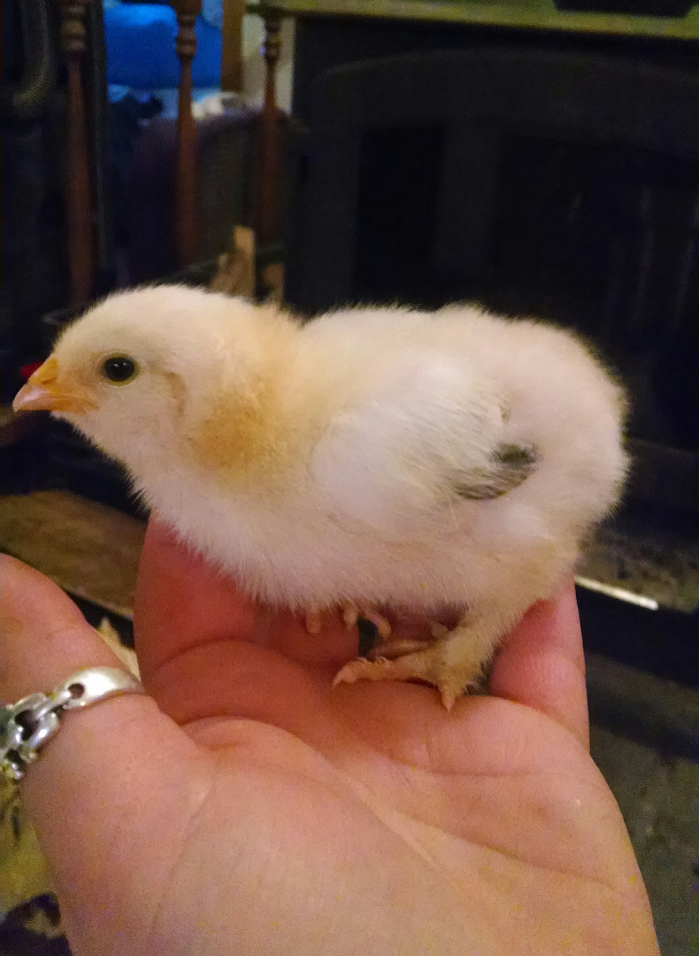 One week old salmon faverolle chick!