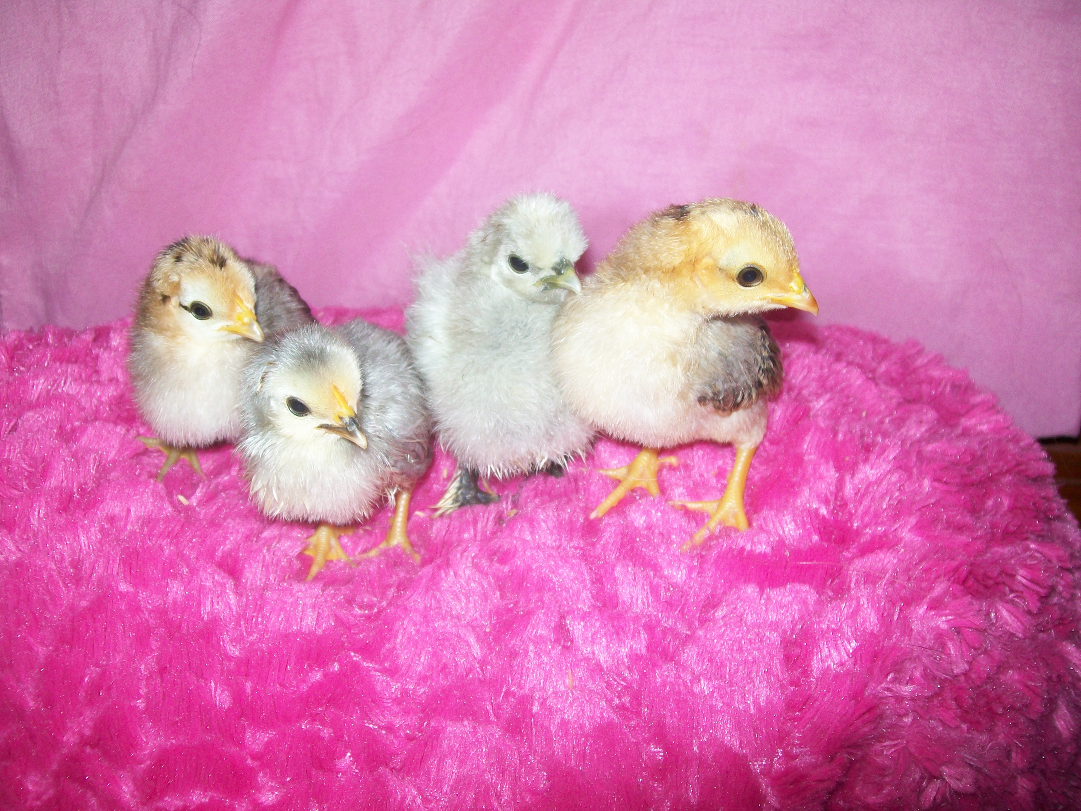 one week old