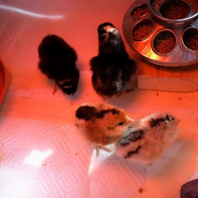 One week old