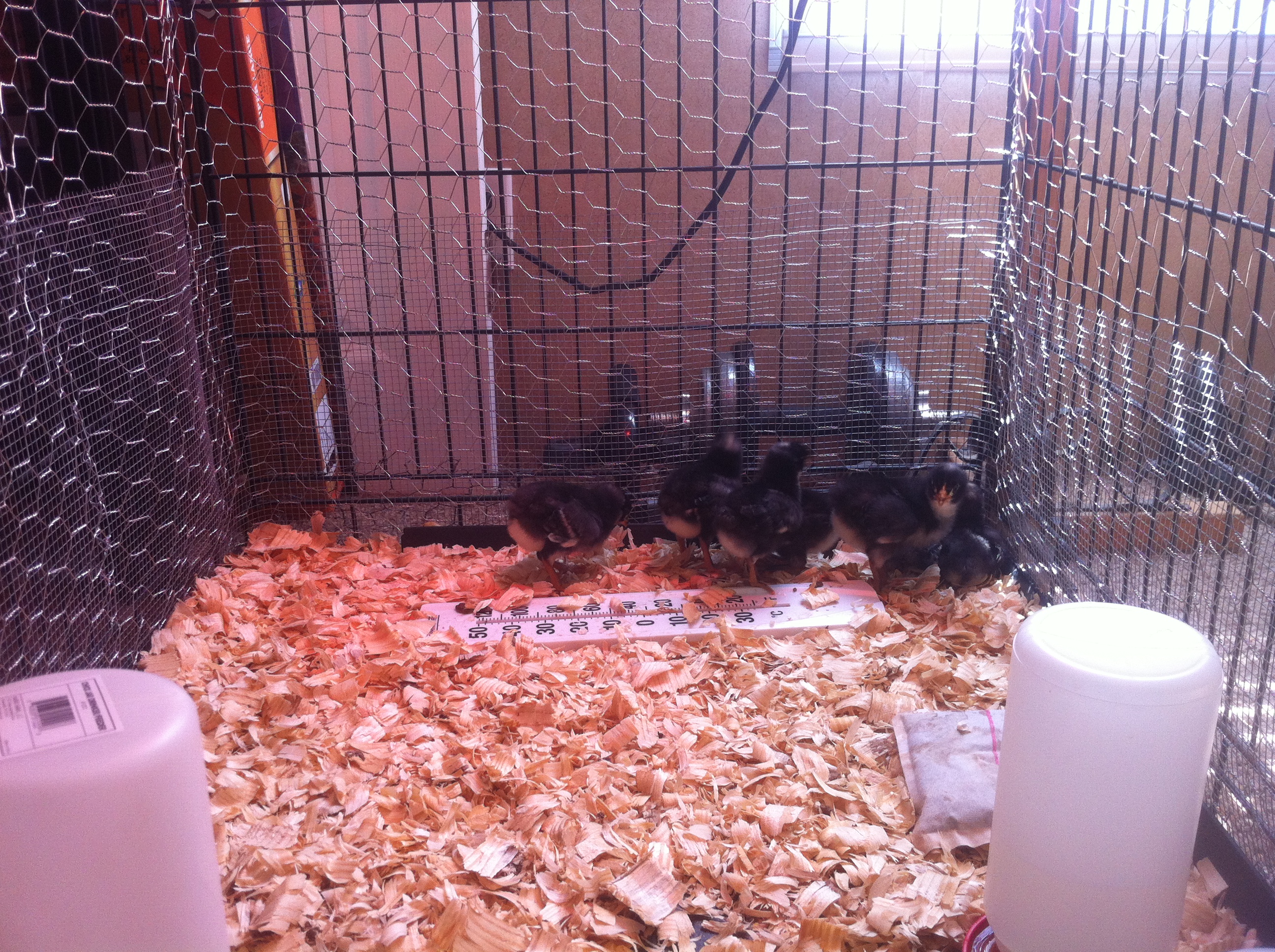 One week old