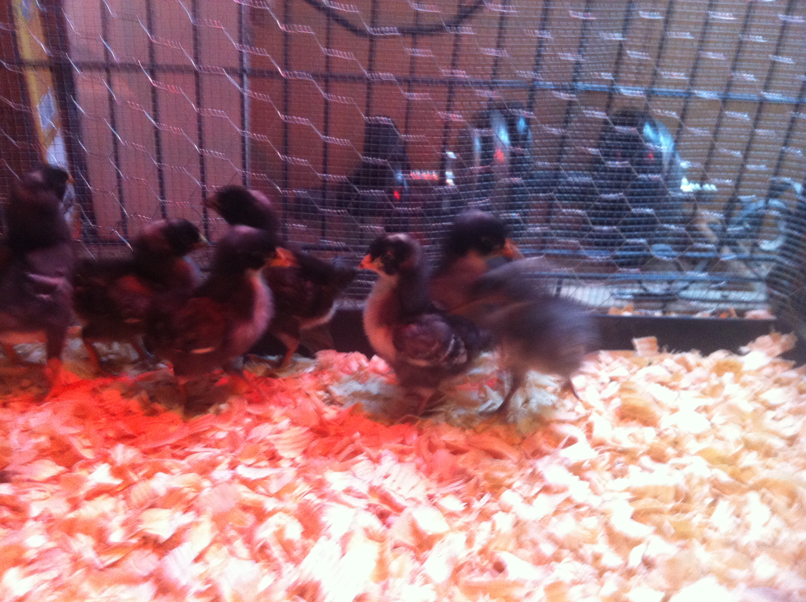 One week old