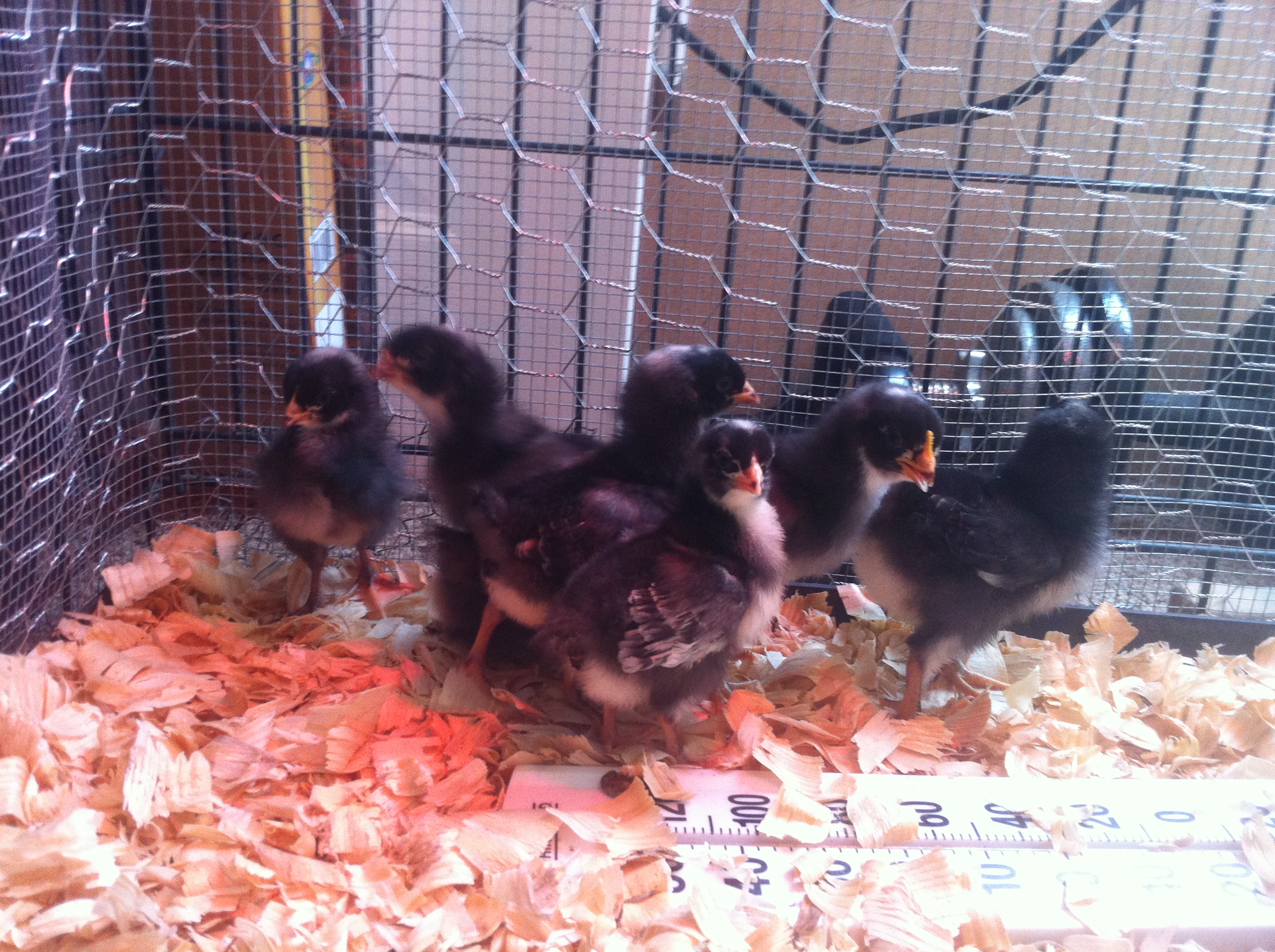 One week.  Some of these guys are growing feathers faster than others.