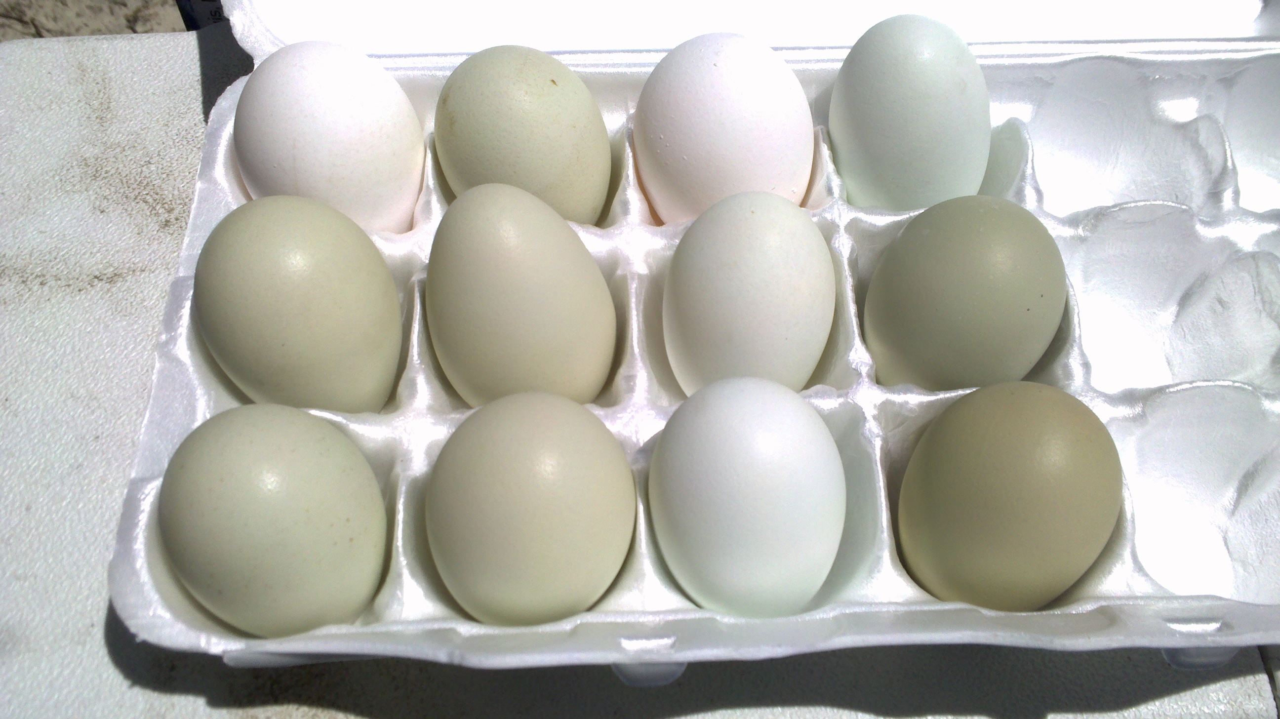 One week's eggs from my 3 new EE pullets. The 2 white ones represent the 2 that I ate!