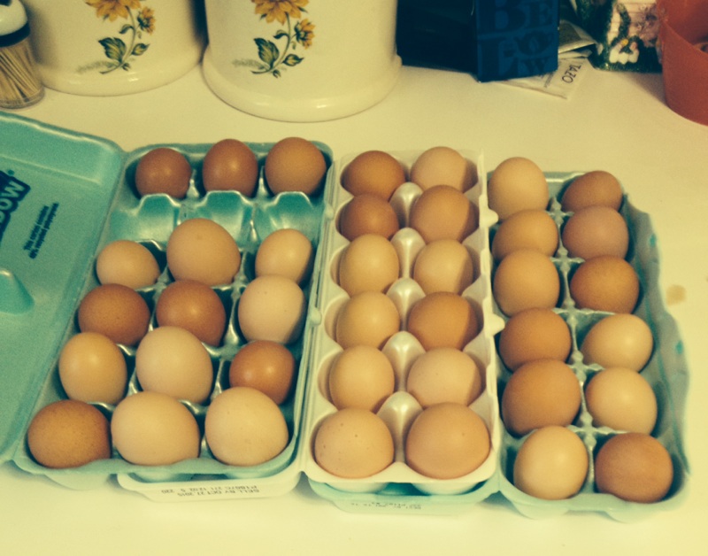 One weeks worth of eggs