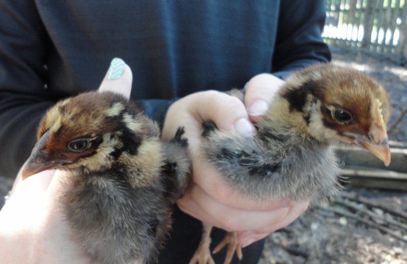 One without a comb, one with, pullet and roo? Amber and Chippy