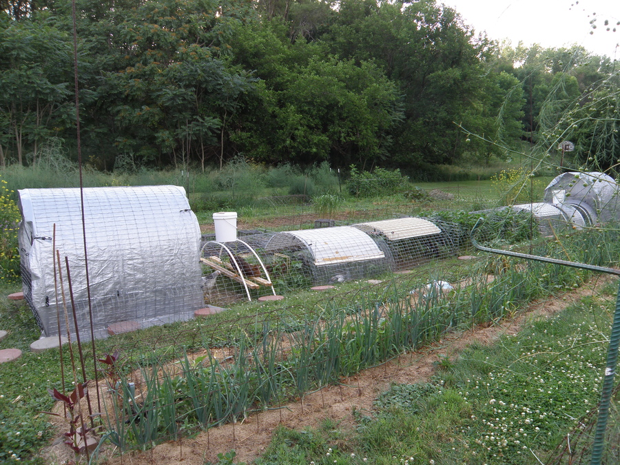 Onion bed in foreground that was prepared by chickens Older hens meeting younger hens in background