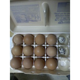 Only 2 hens, so thats 2 of the brown eggs per day(every day do far this year), and firsat quail eggs today