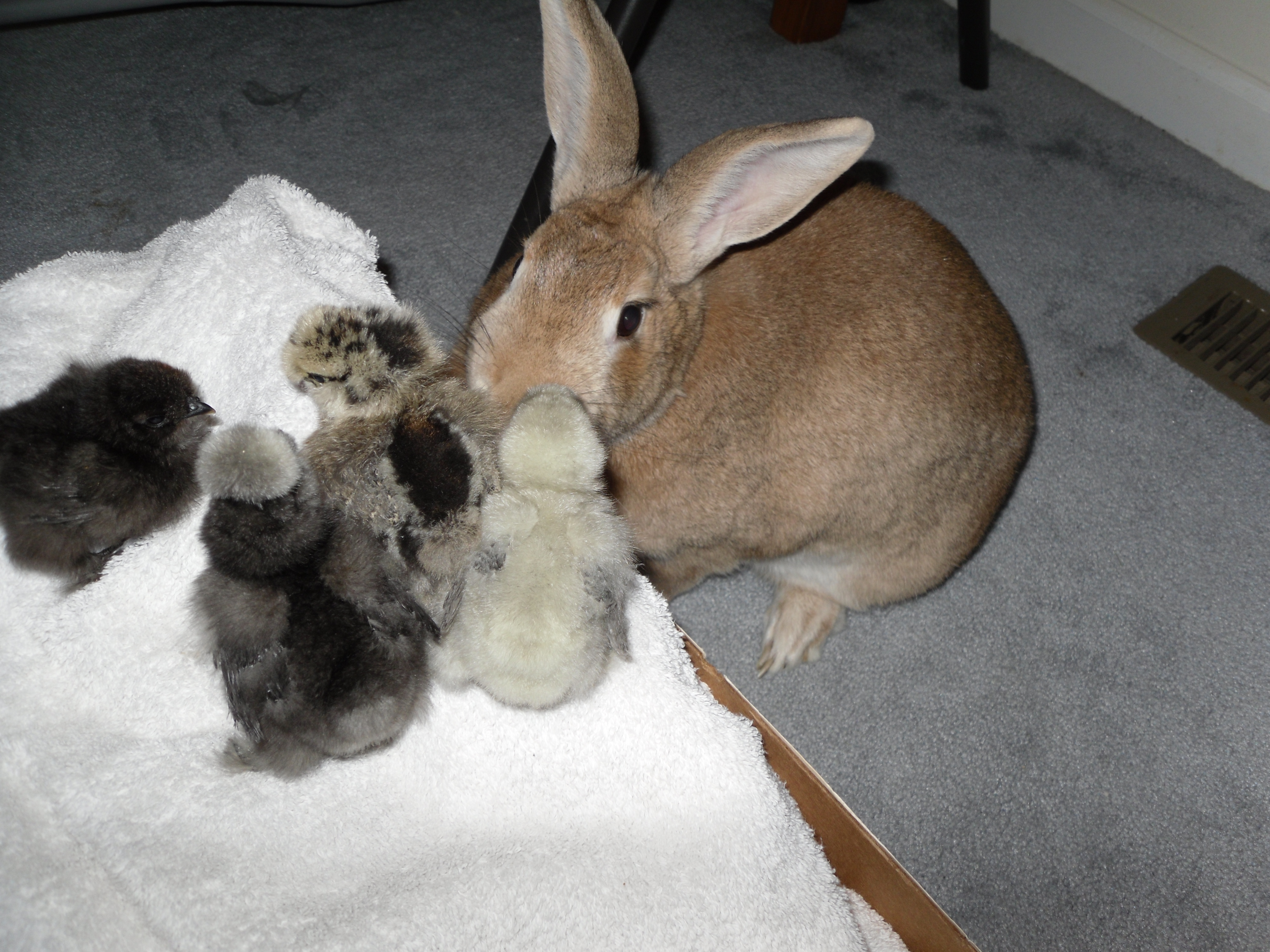 Only a few days old with their "bunny babysitter"