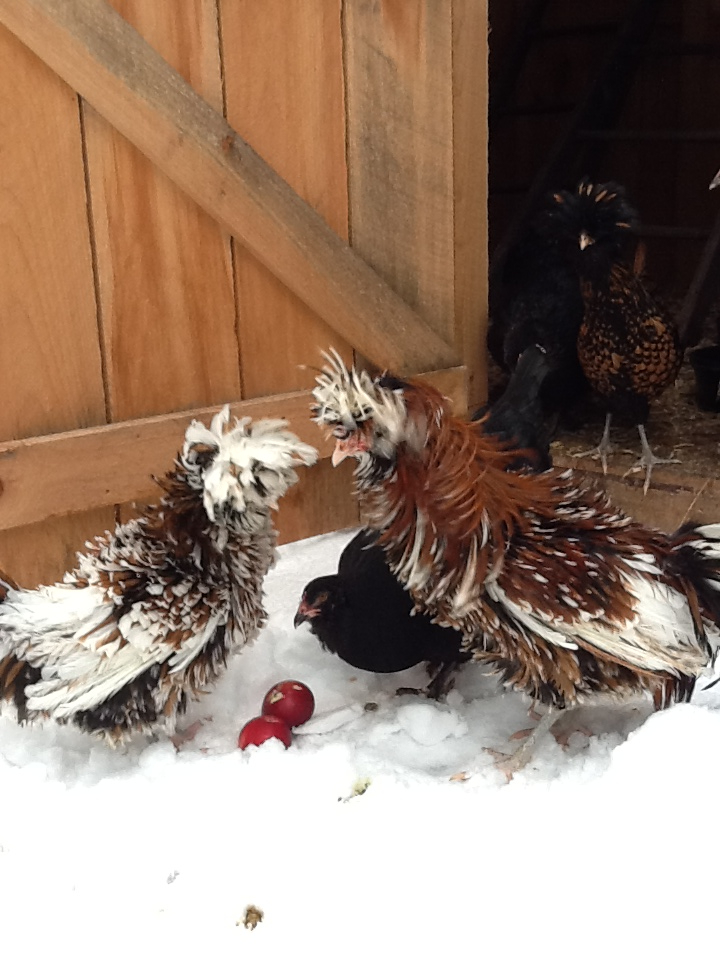 Only good shot of my frizzled roo..He will be paired with my gl smooth hen