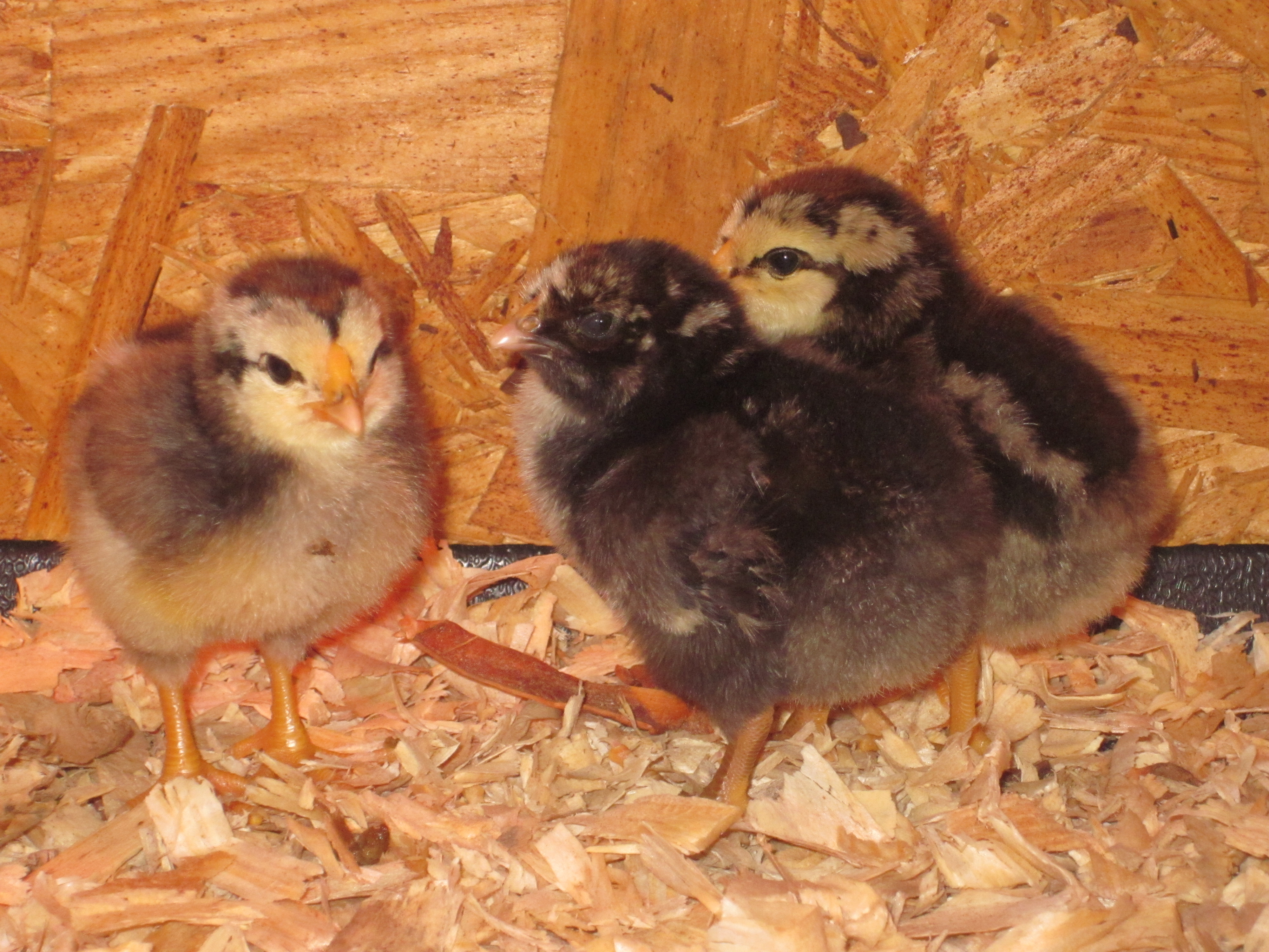 Only one ham in the group.