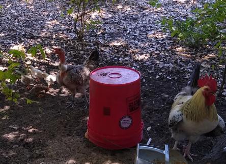Only one of these is my chicken!.jpg