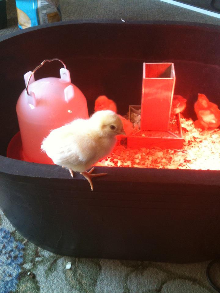 Only three days home and already for a new brooder!