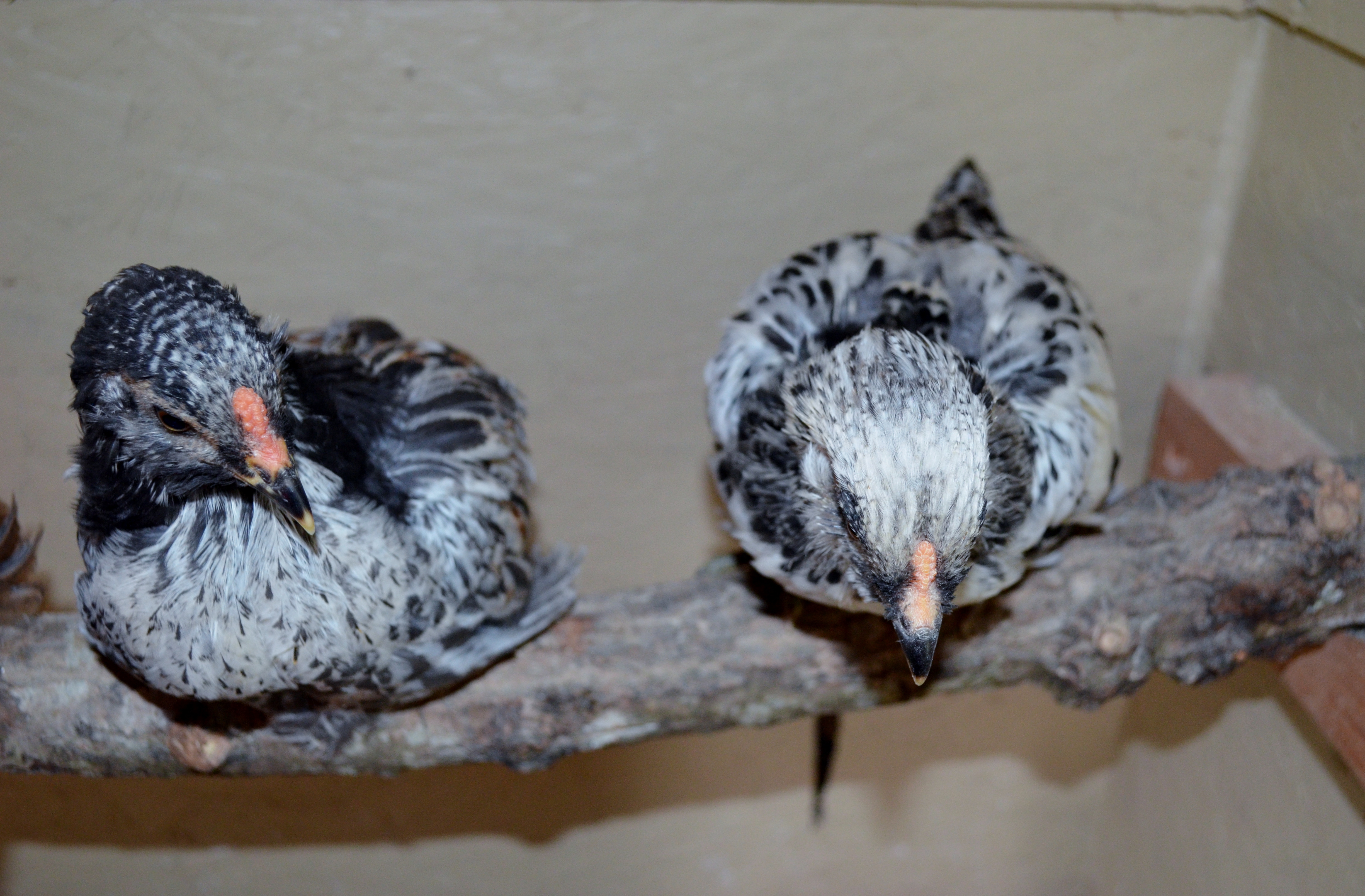 OnRay (on left) 6 week EE Roo, and his friend Manny 6 week EE Pullet (we hope)
