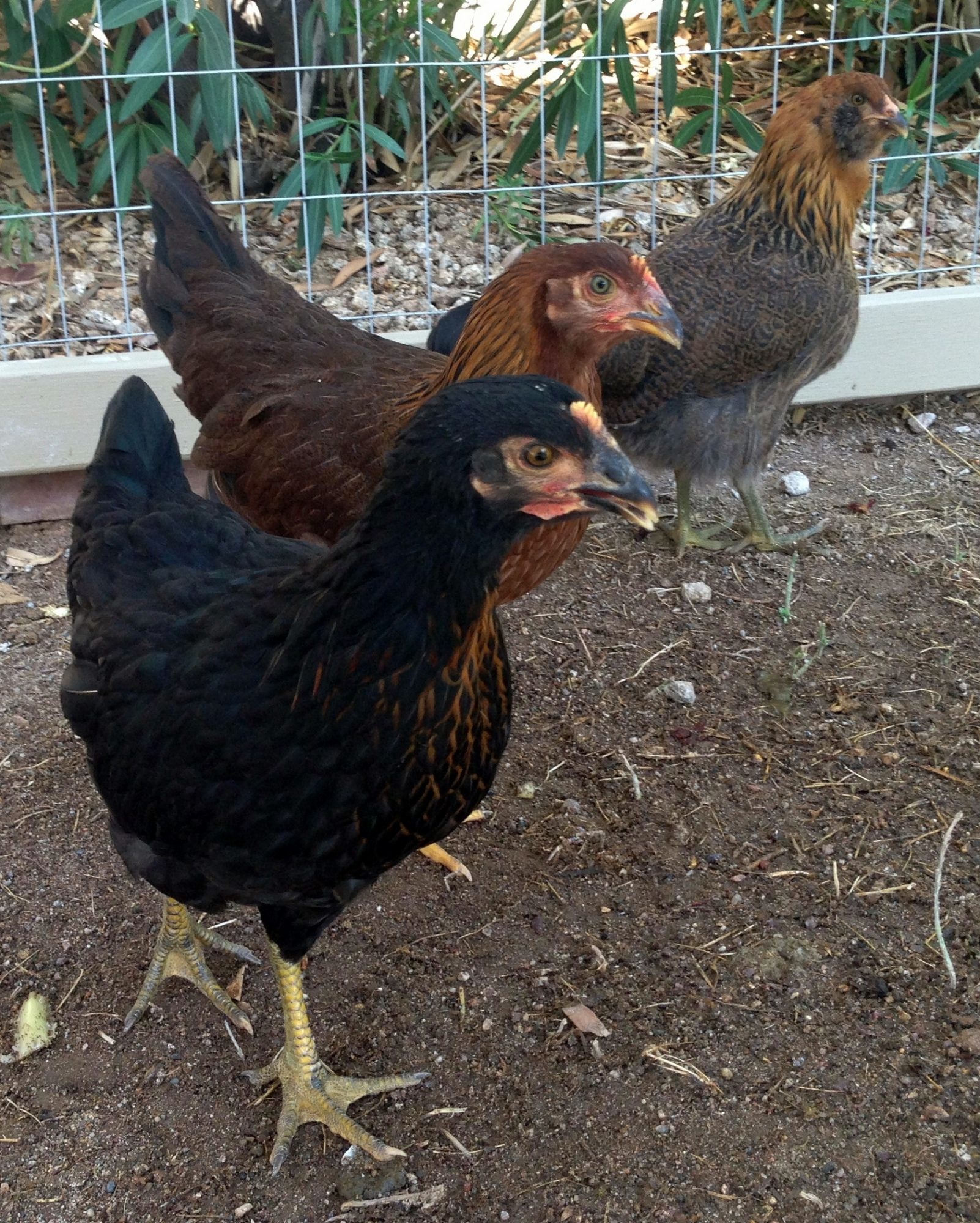 Ony Tea and Ely about 2 months