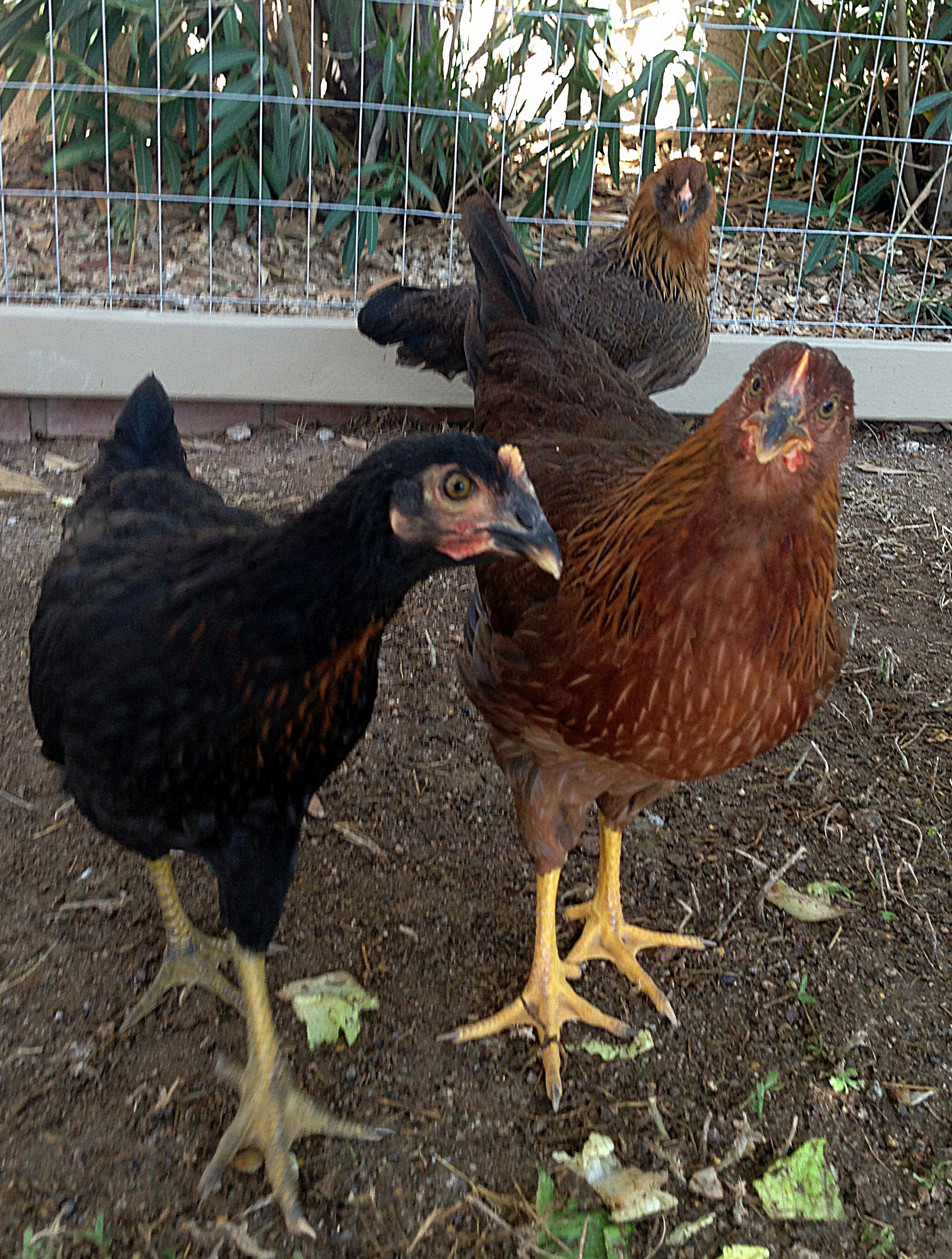 Ony Tea and Ely about 2 months