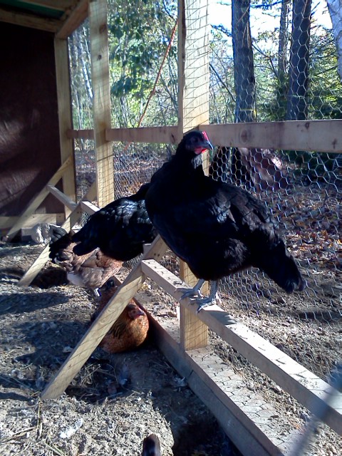 Onyx and Ebony (Black Australorps)