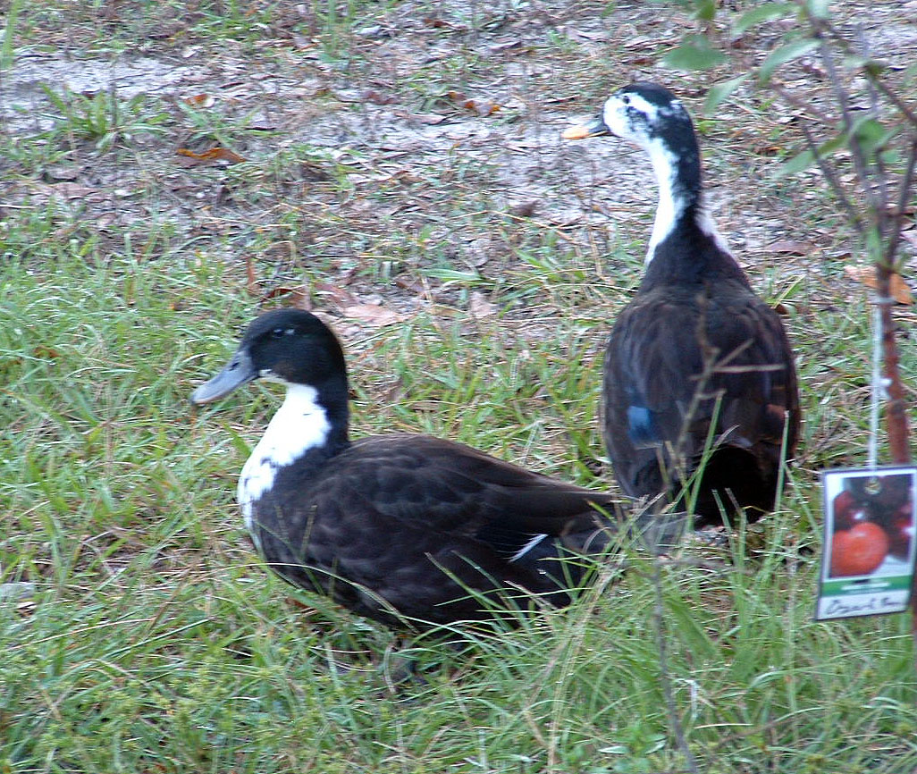 Onyx and Opal in the orchard.