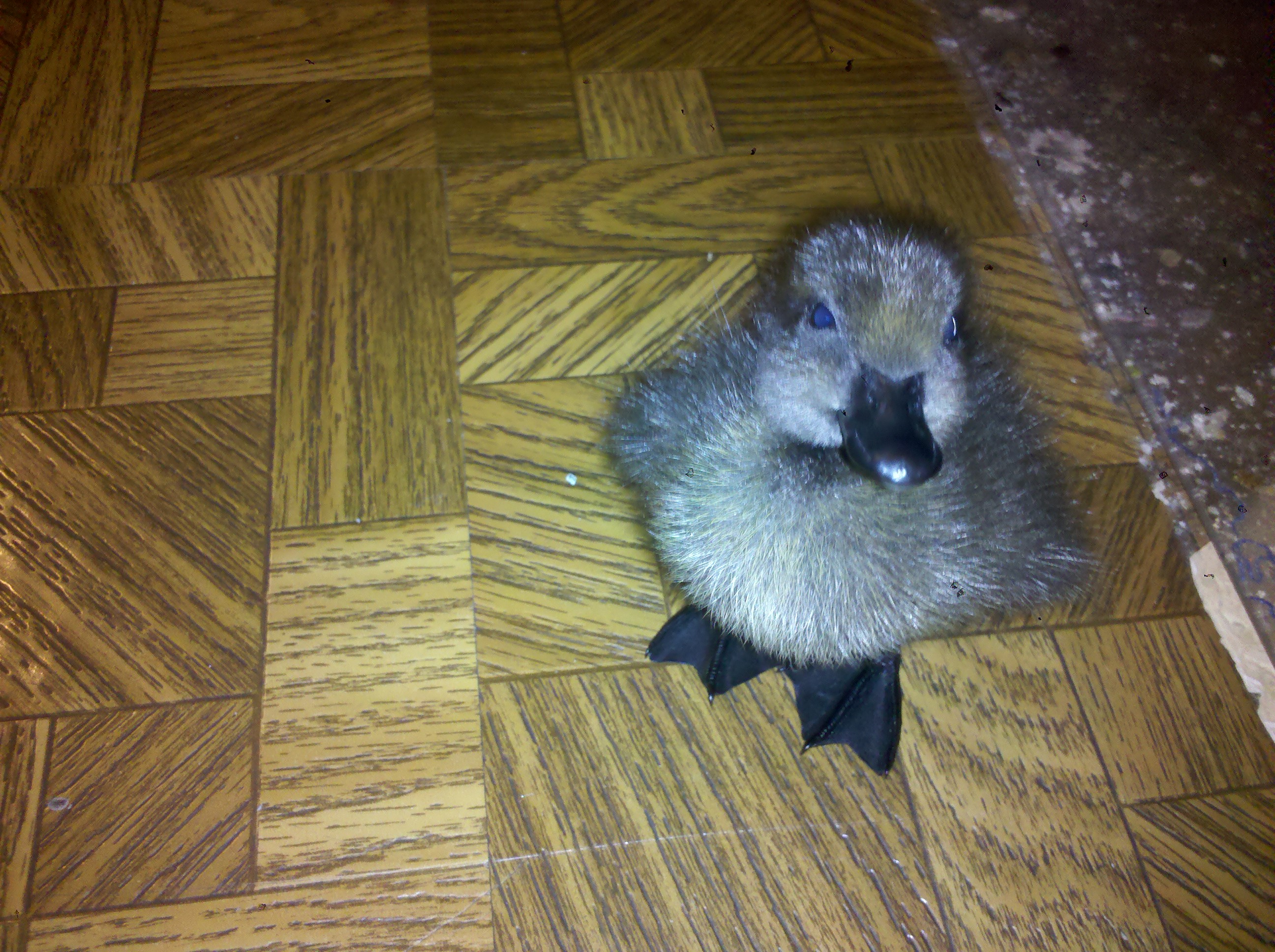 Onyx as a cute duckling