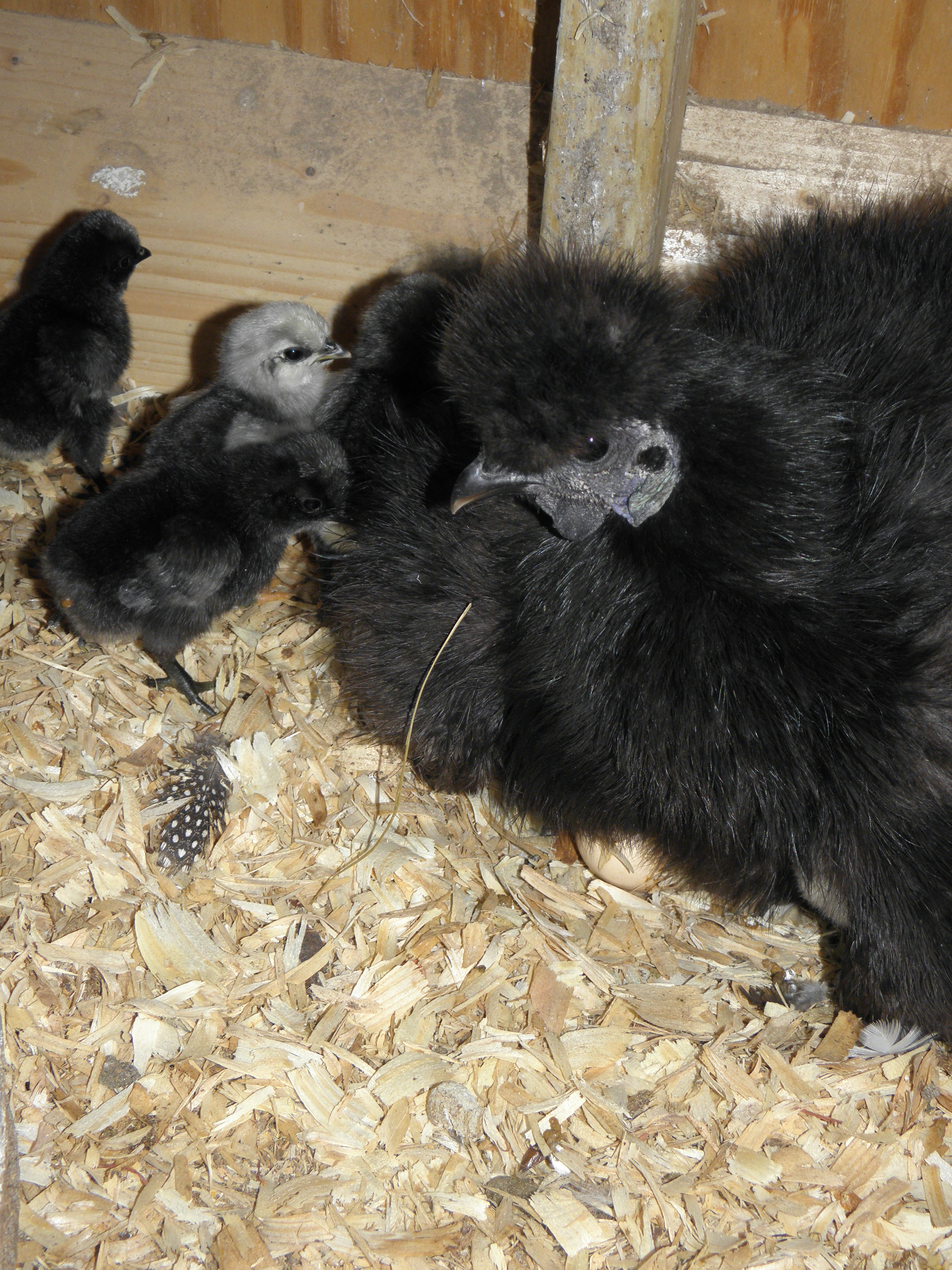 Onyx, such a good mama!