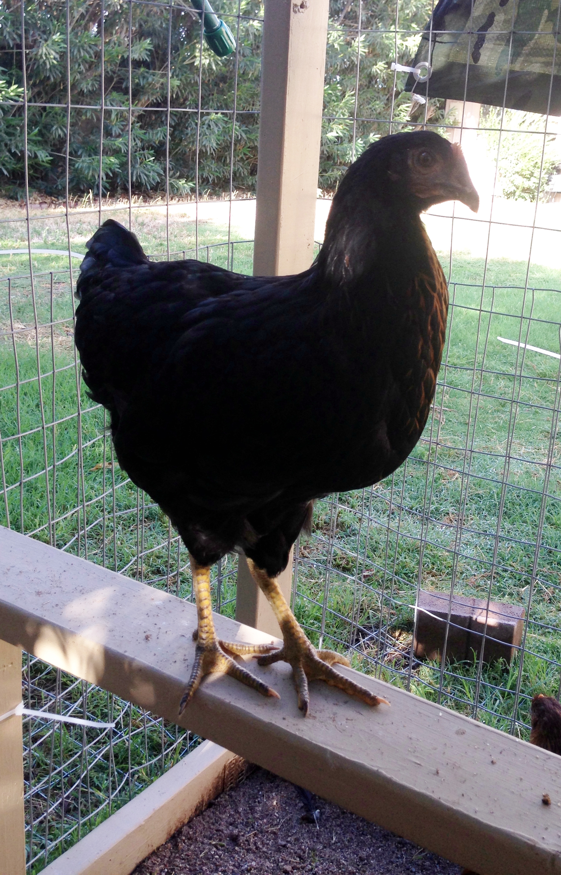 Onyxia about 2 1/2 months