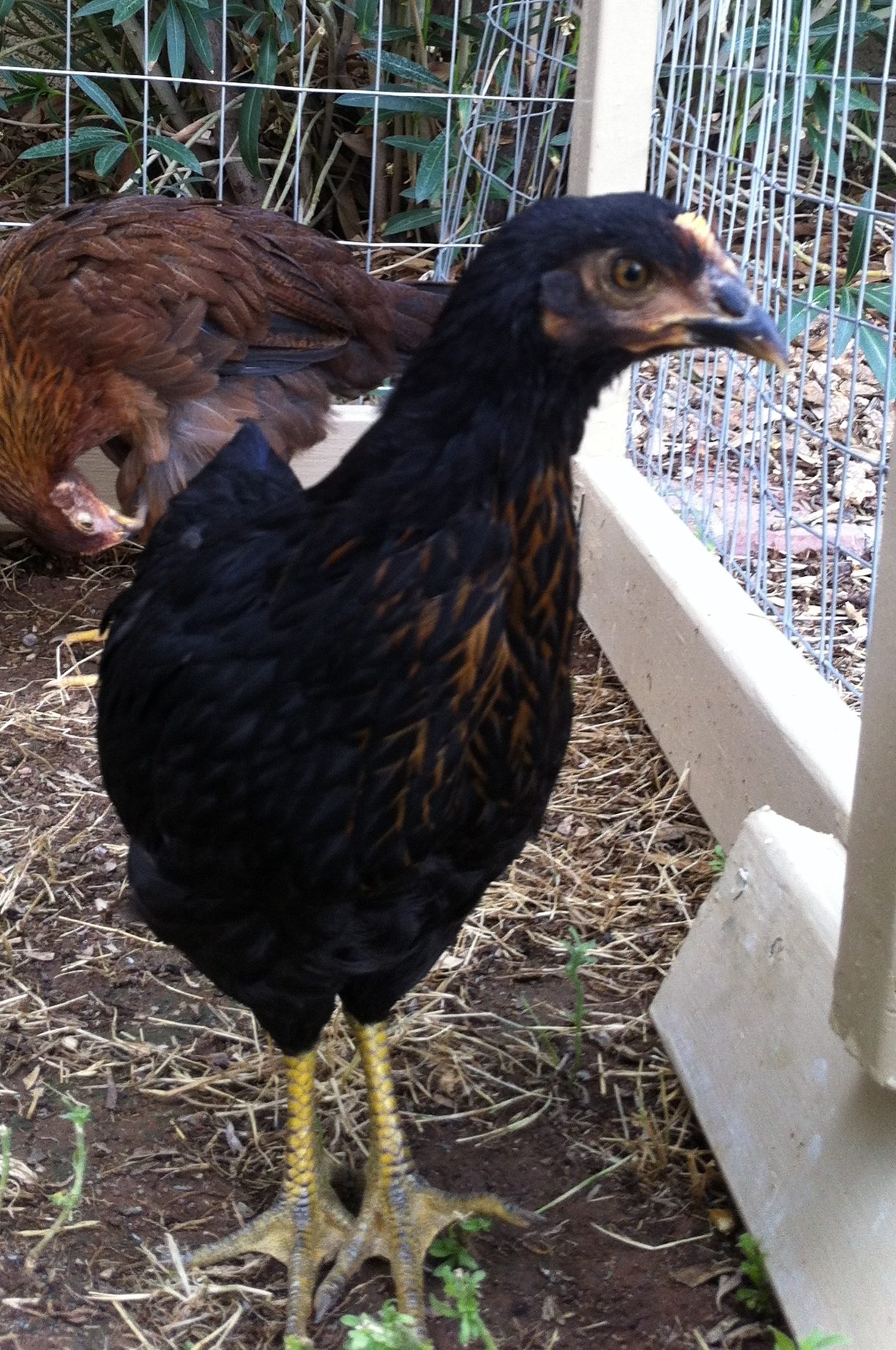 Onyxia about 2 months