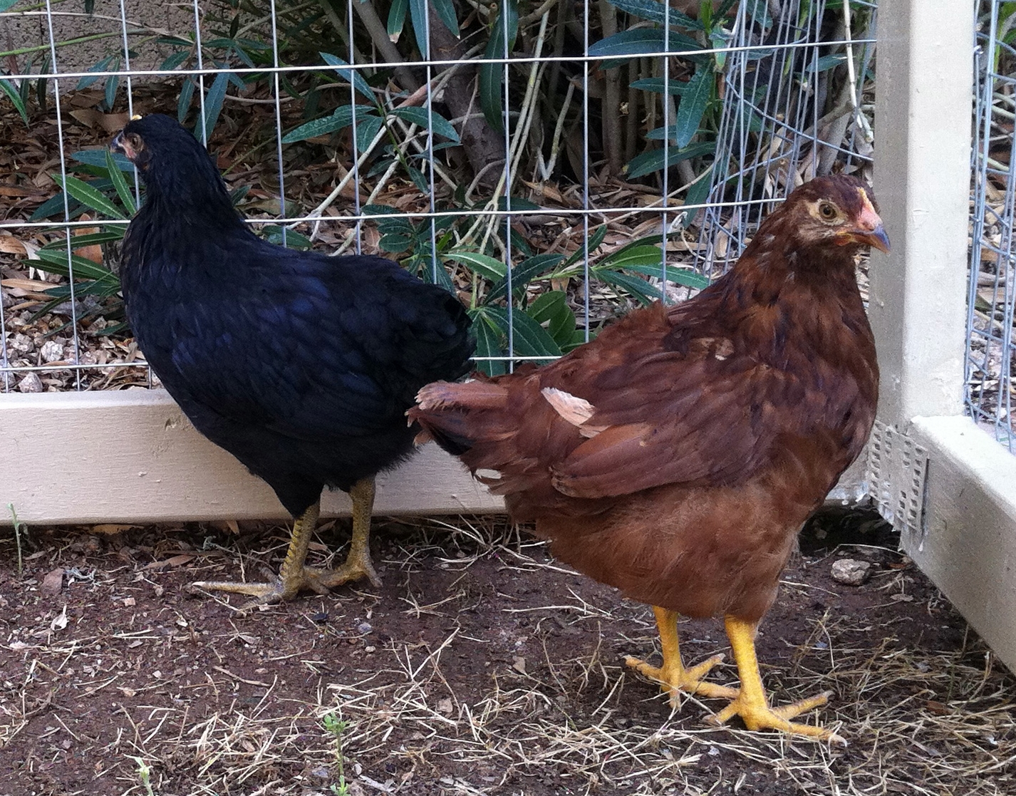 Onyxia and Phillie about 2 months