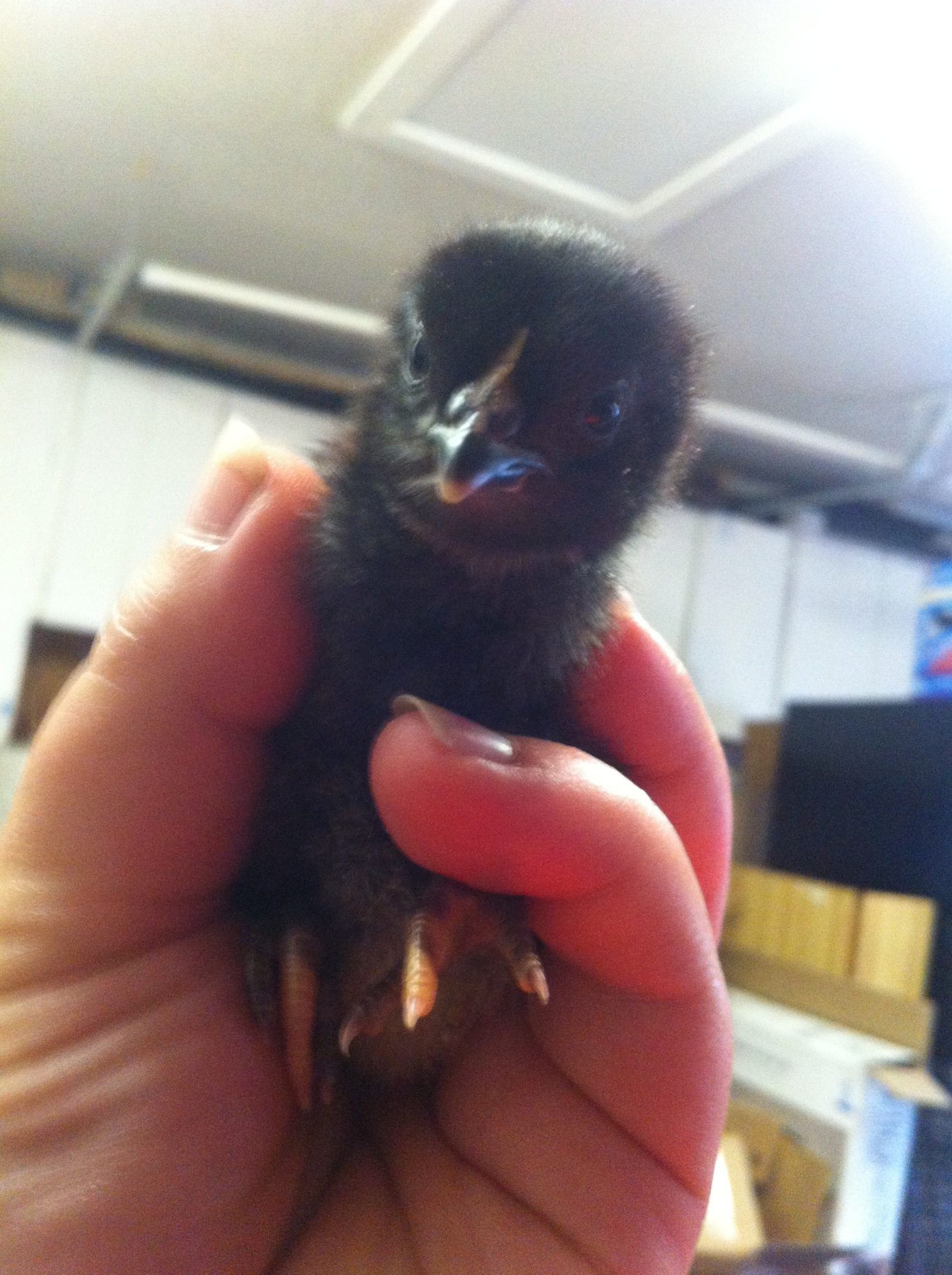 Onyxia- Black Sex Link about 2 weeks