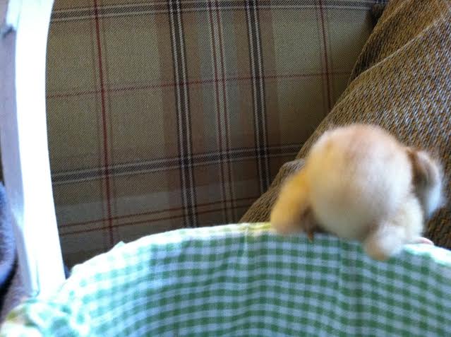 Oops lost a meal worm, dive