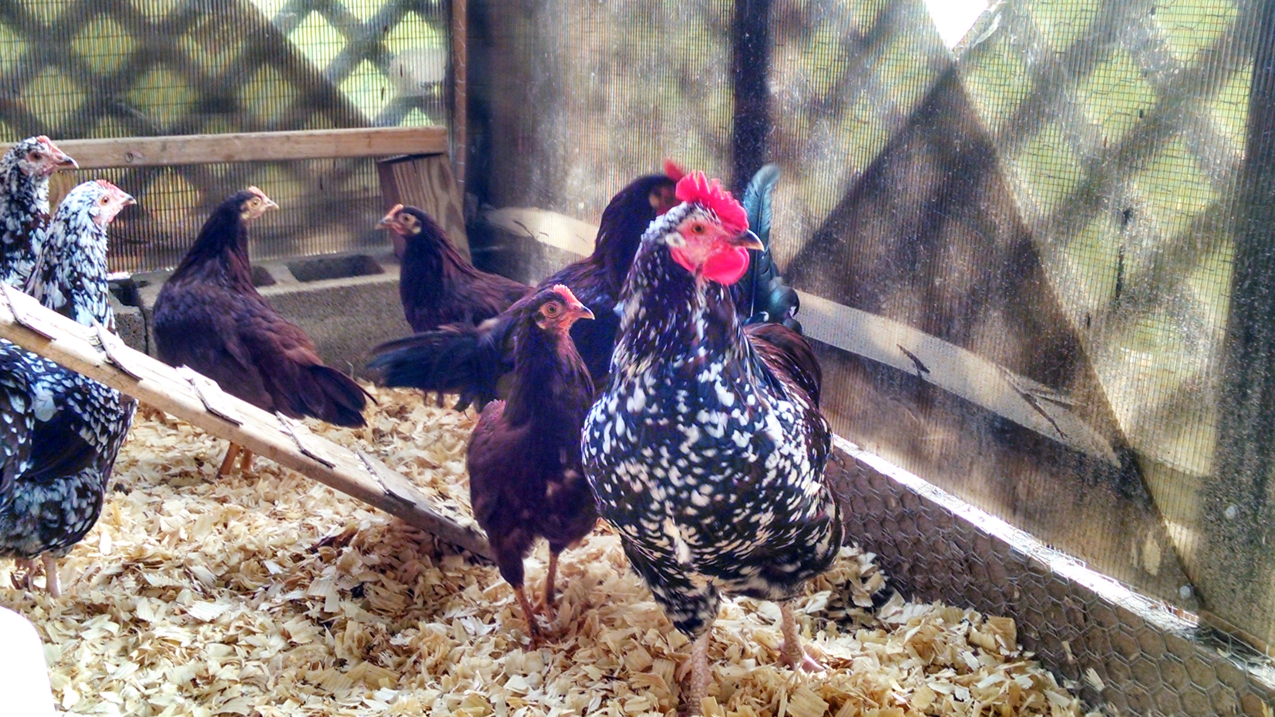 oops they heard something